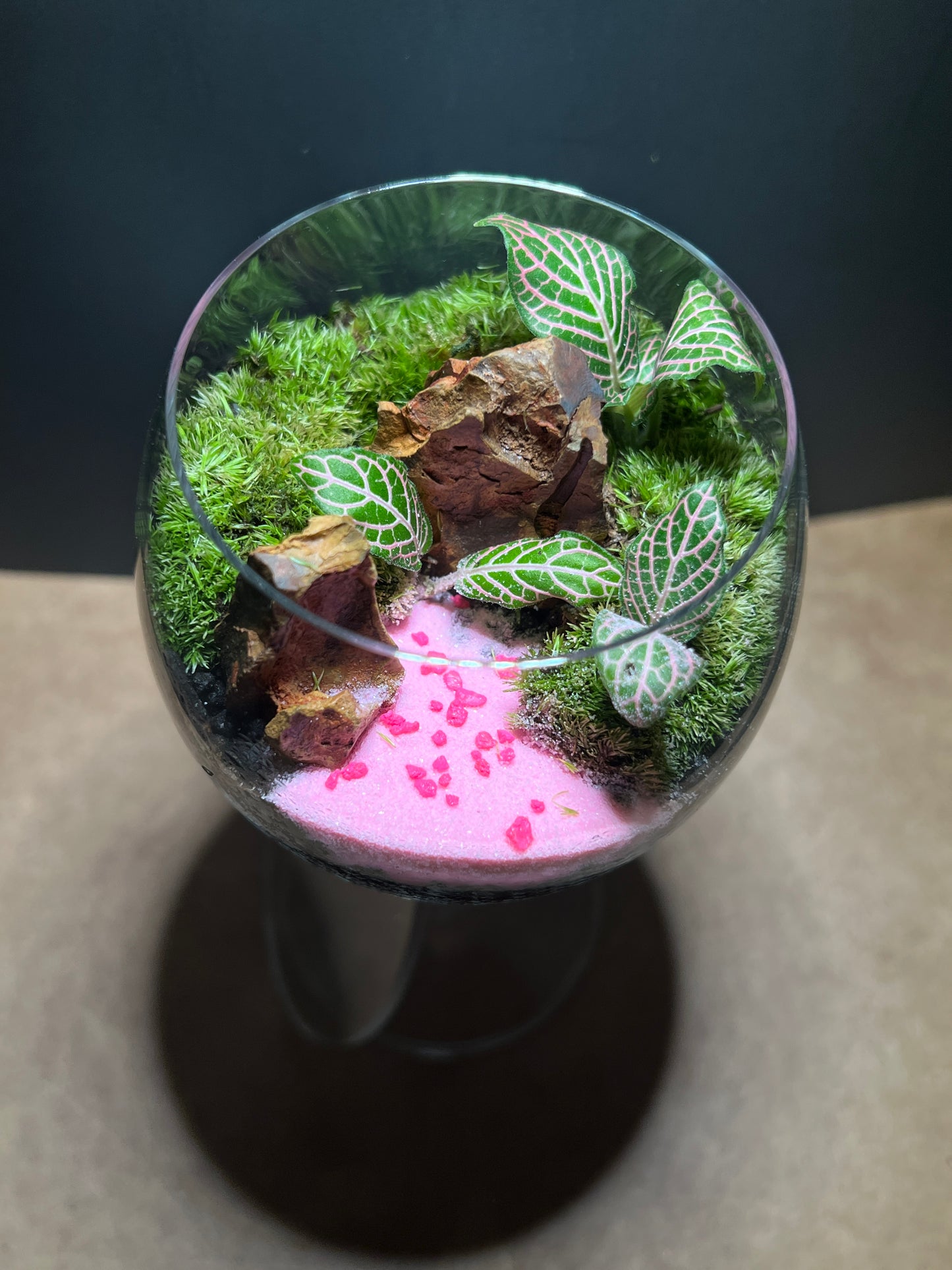 Terrarium 662