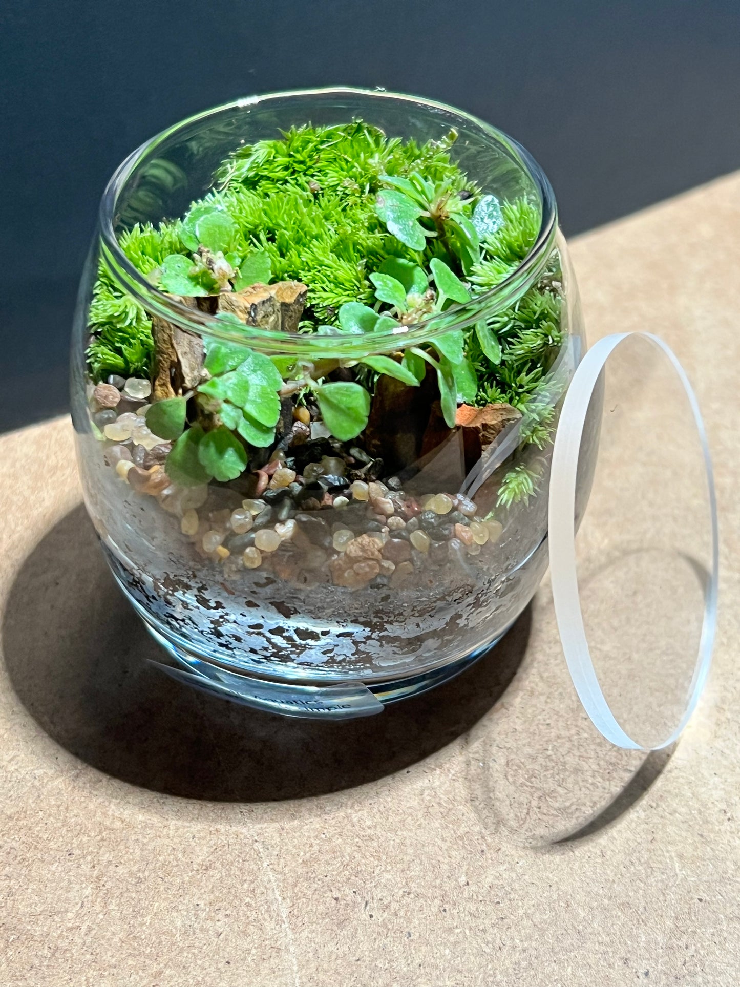Terrarium 663
