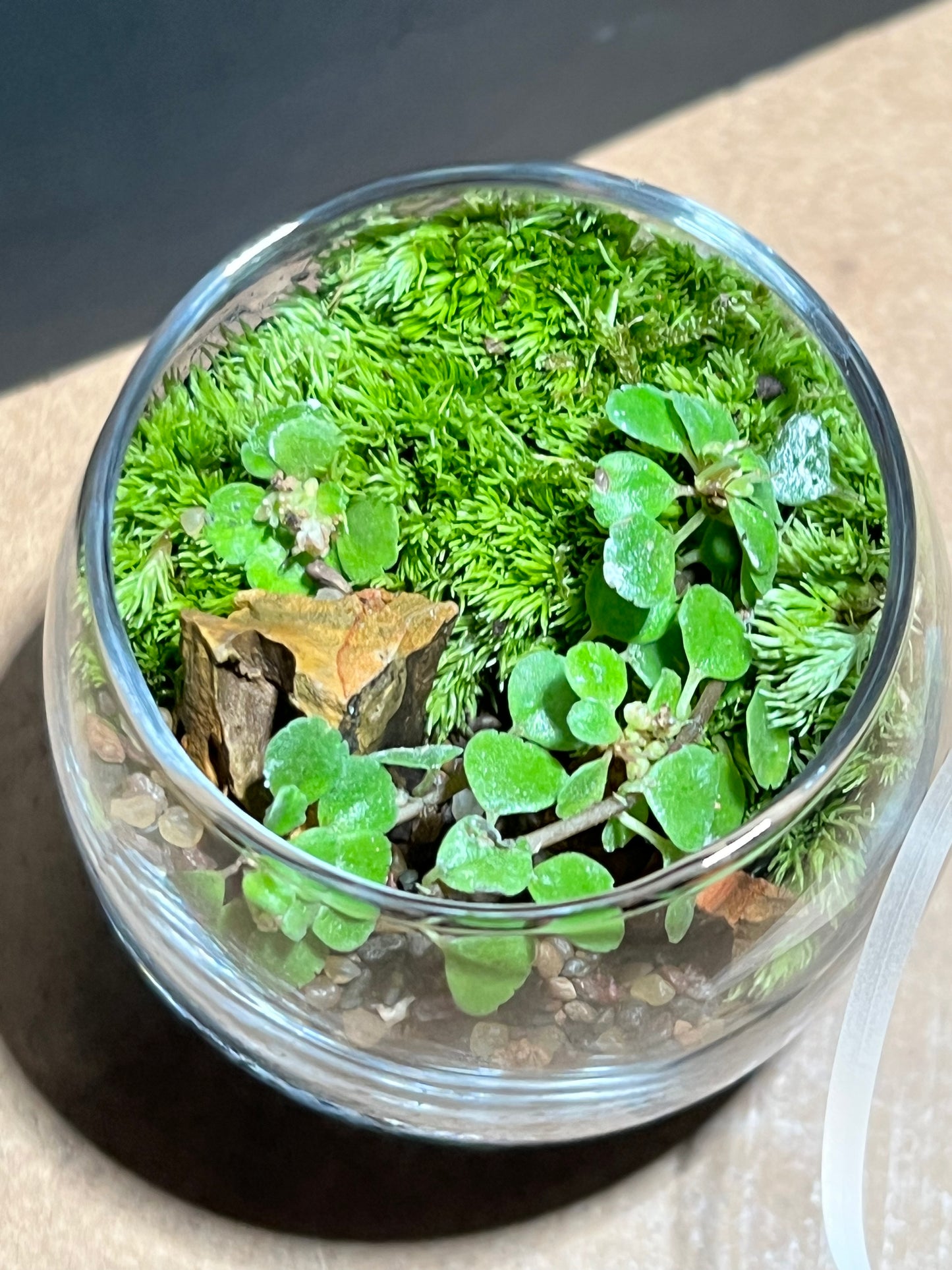 Terrarium 663