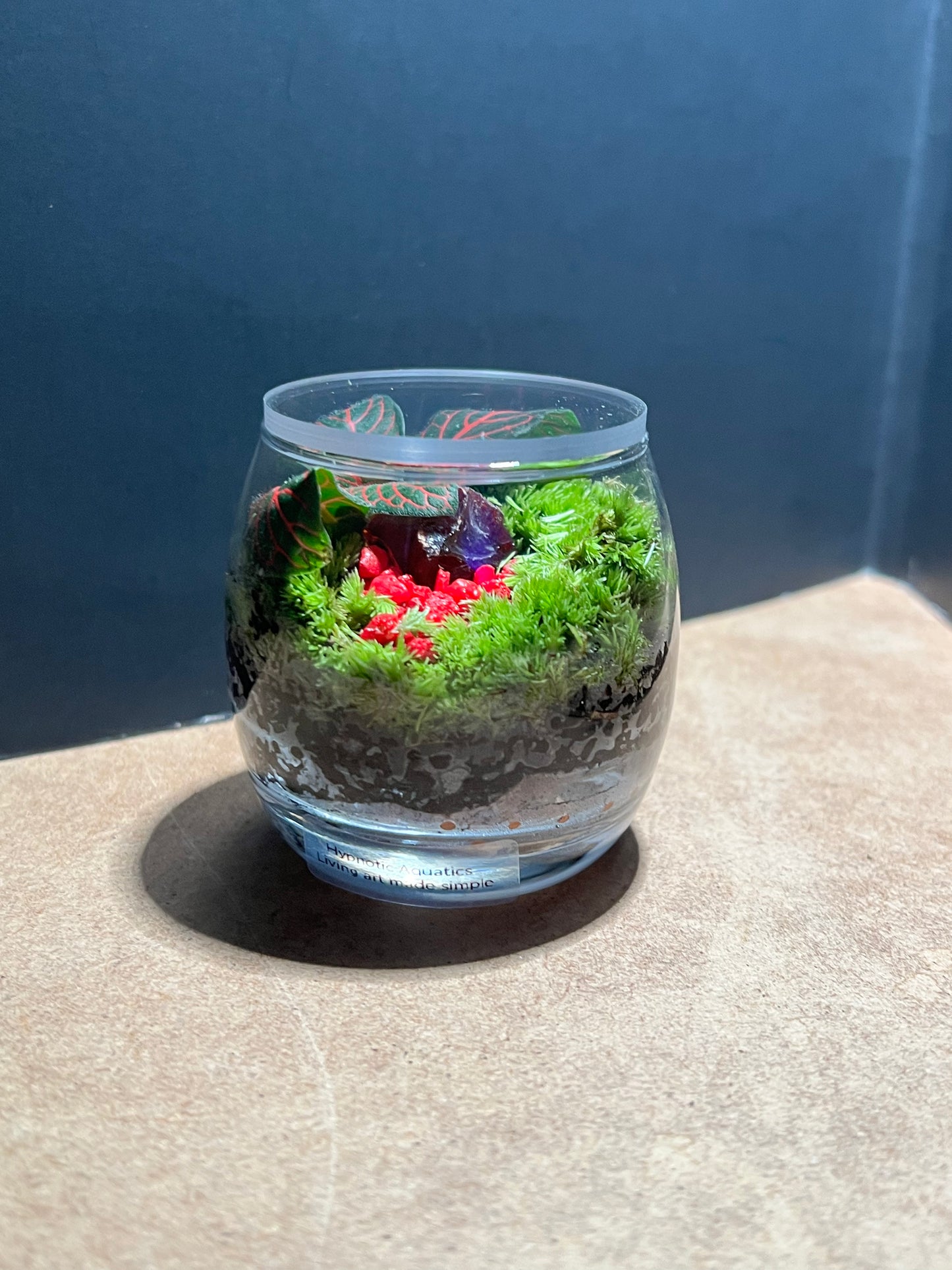 Terrarium 664