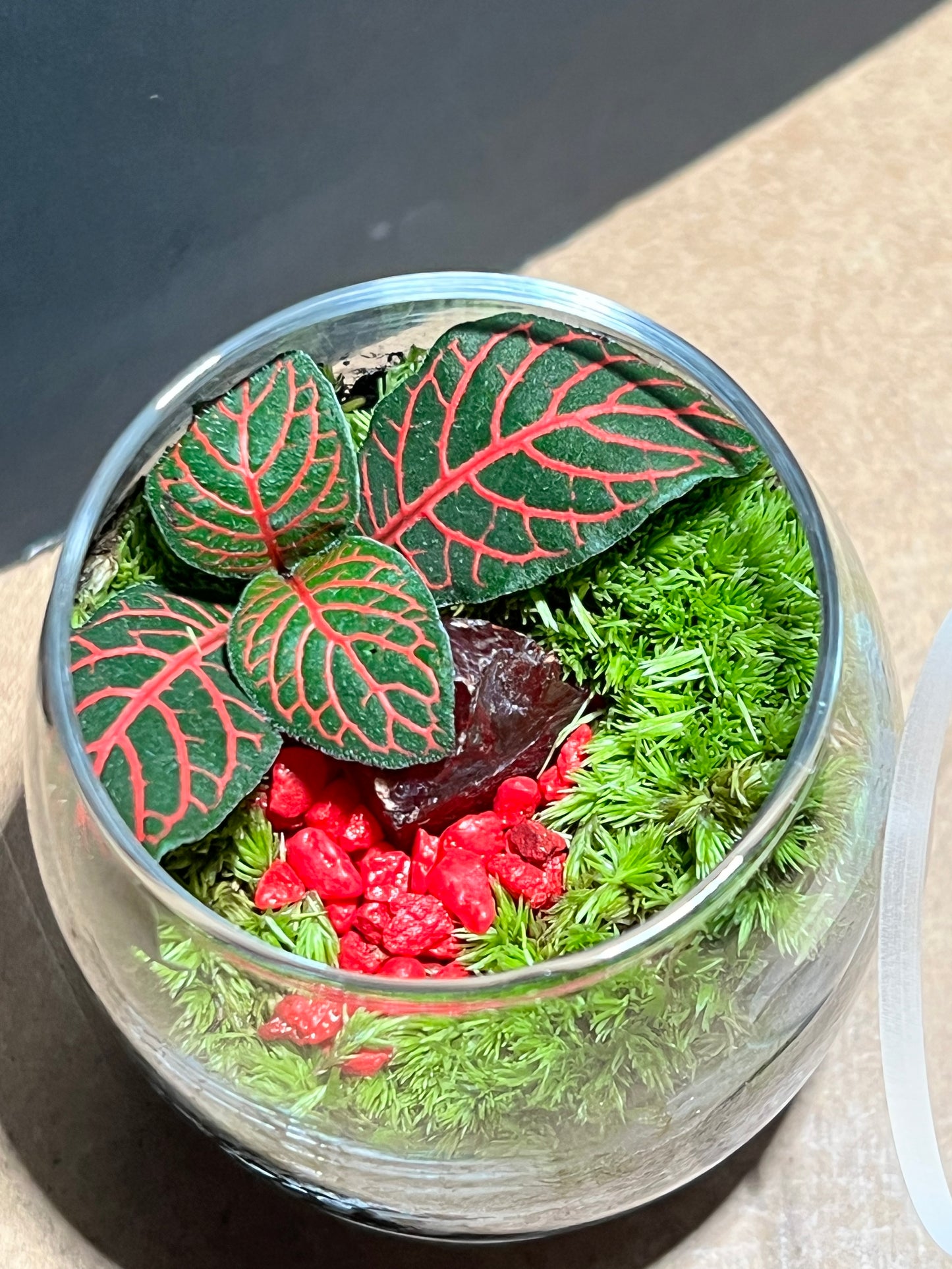 Terrarium 664