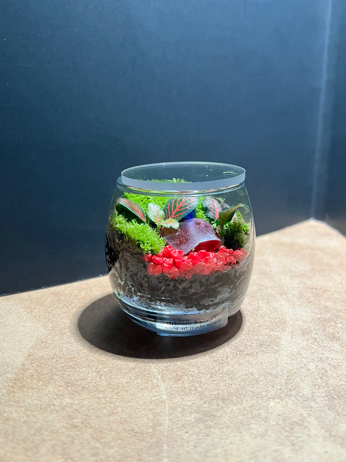 Terrarium 665