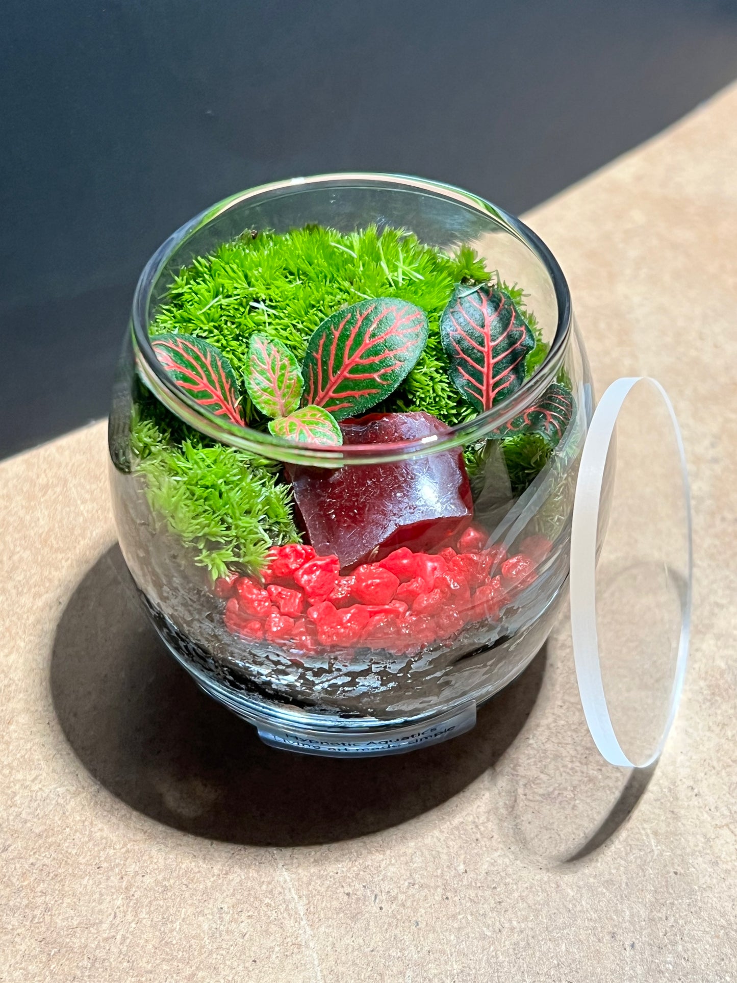 Terrarium 665
