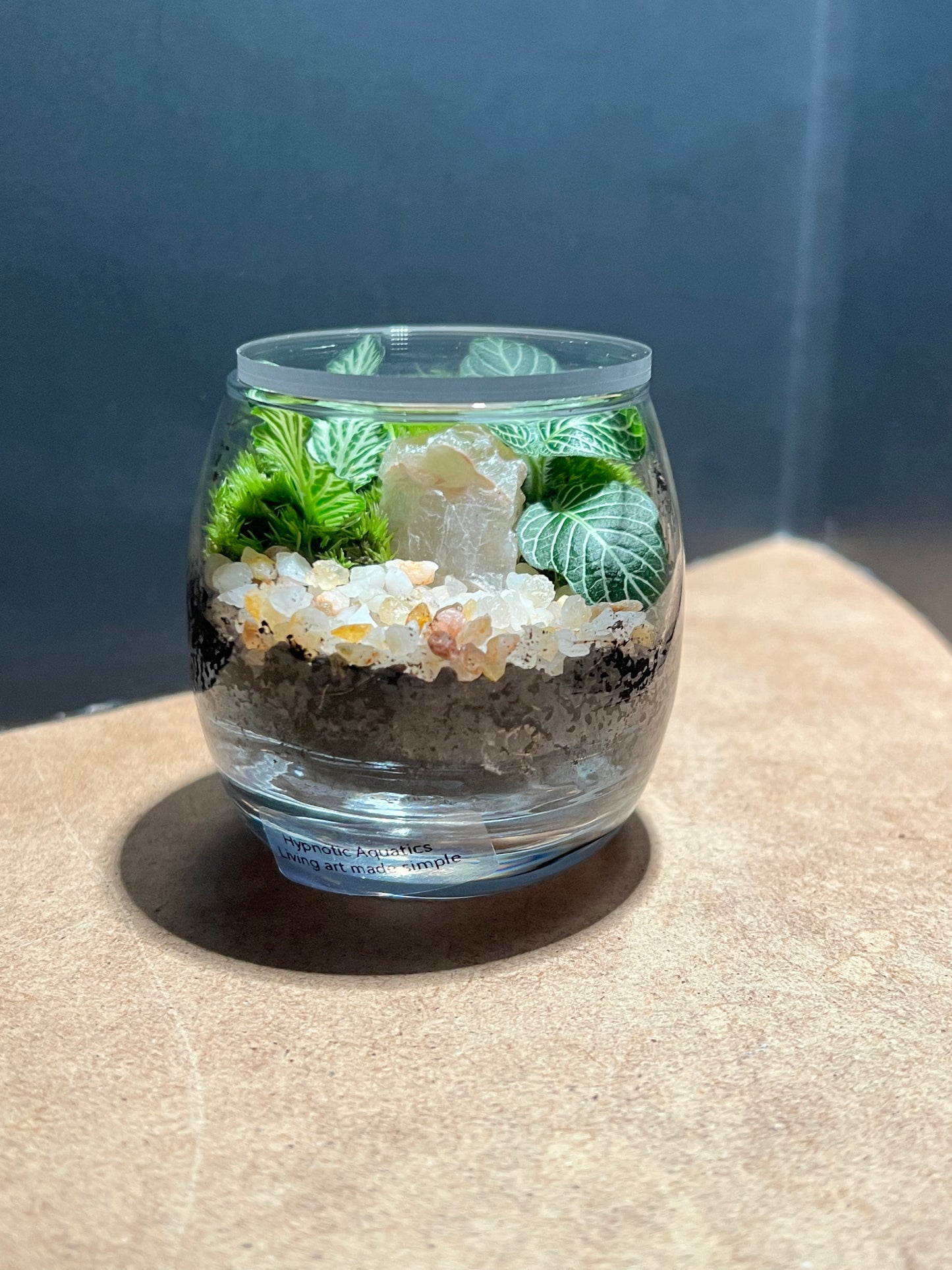 Terrarium 667
