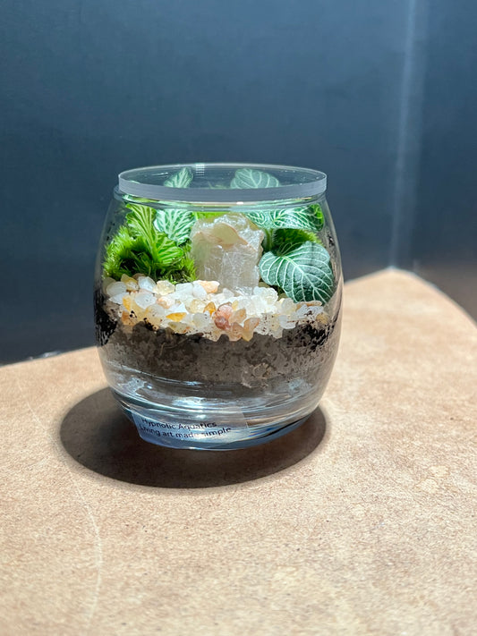 Terrarium 667