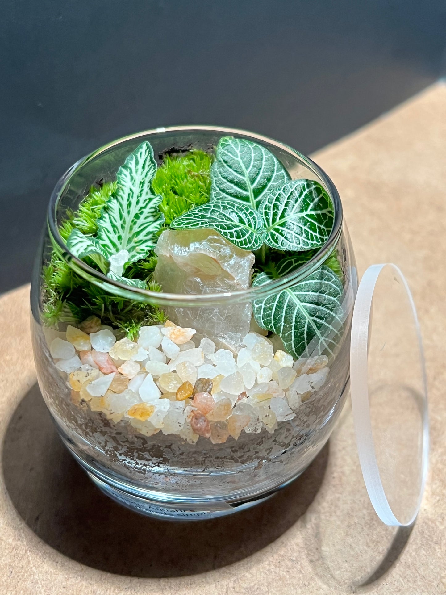 Terrarium 667
