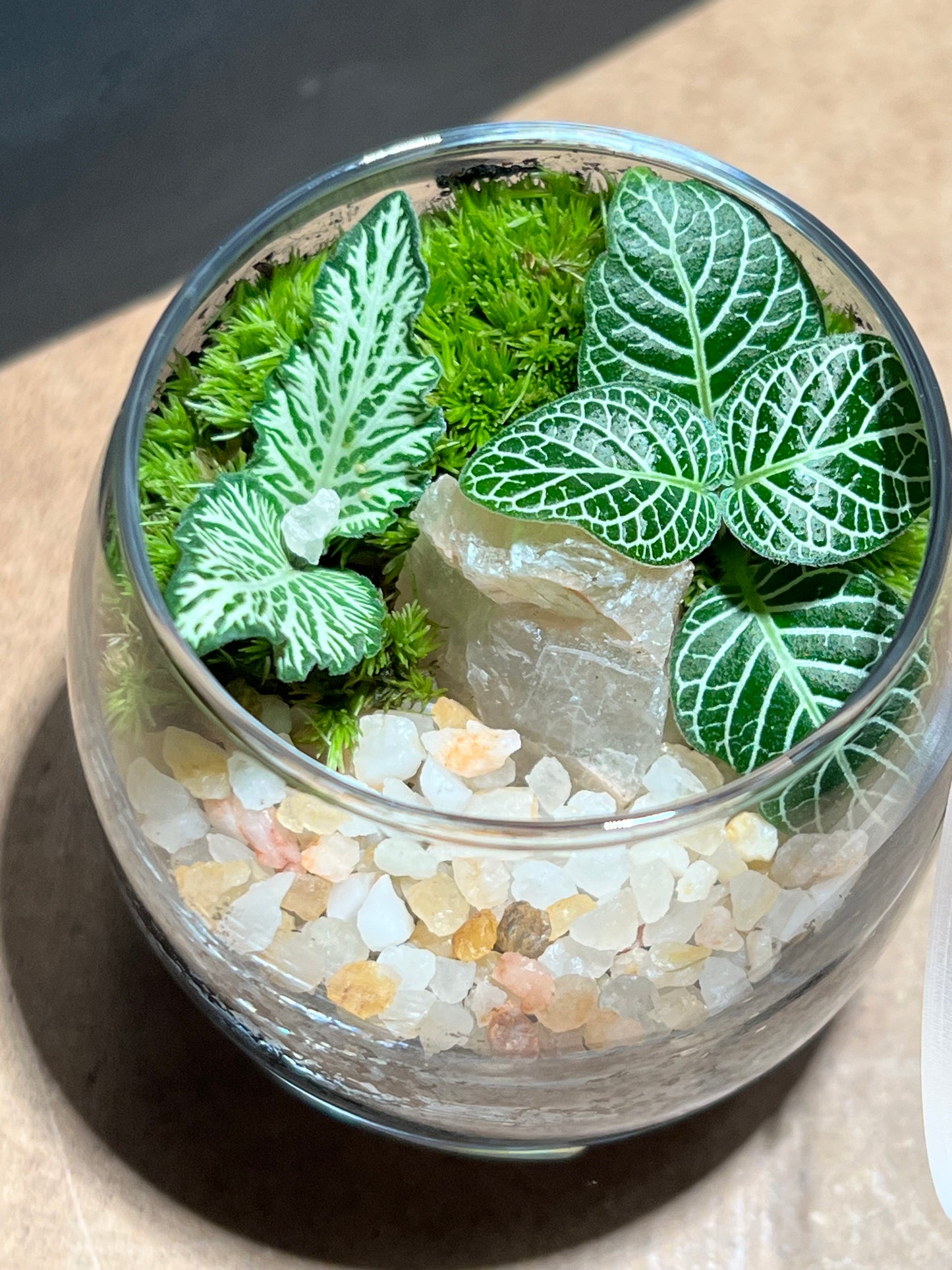 Terrarium 667