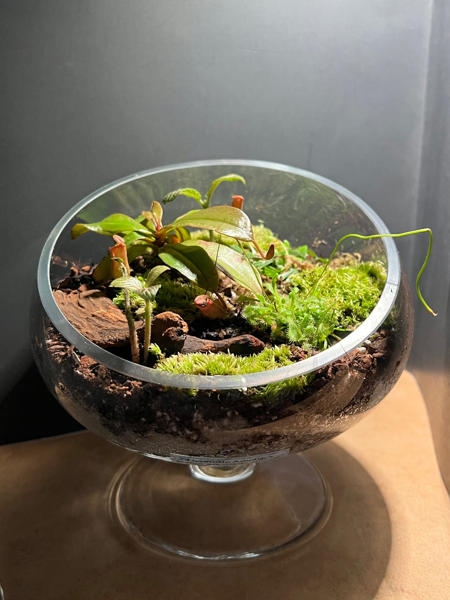Terrarium 668