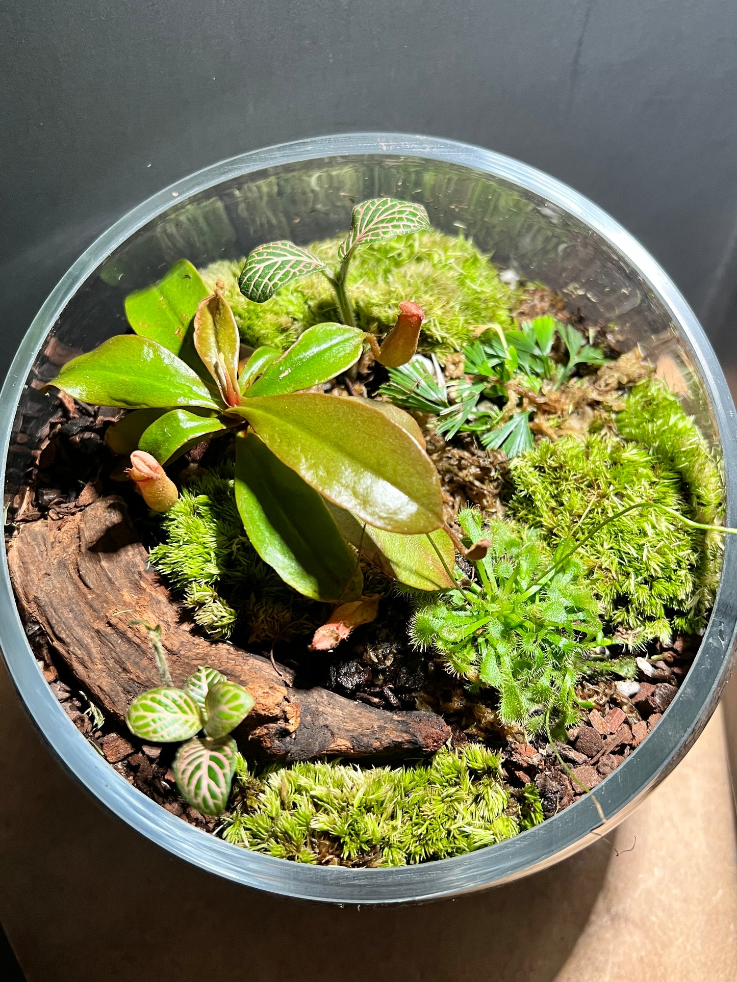 Terrarium 668