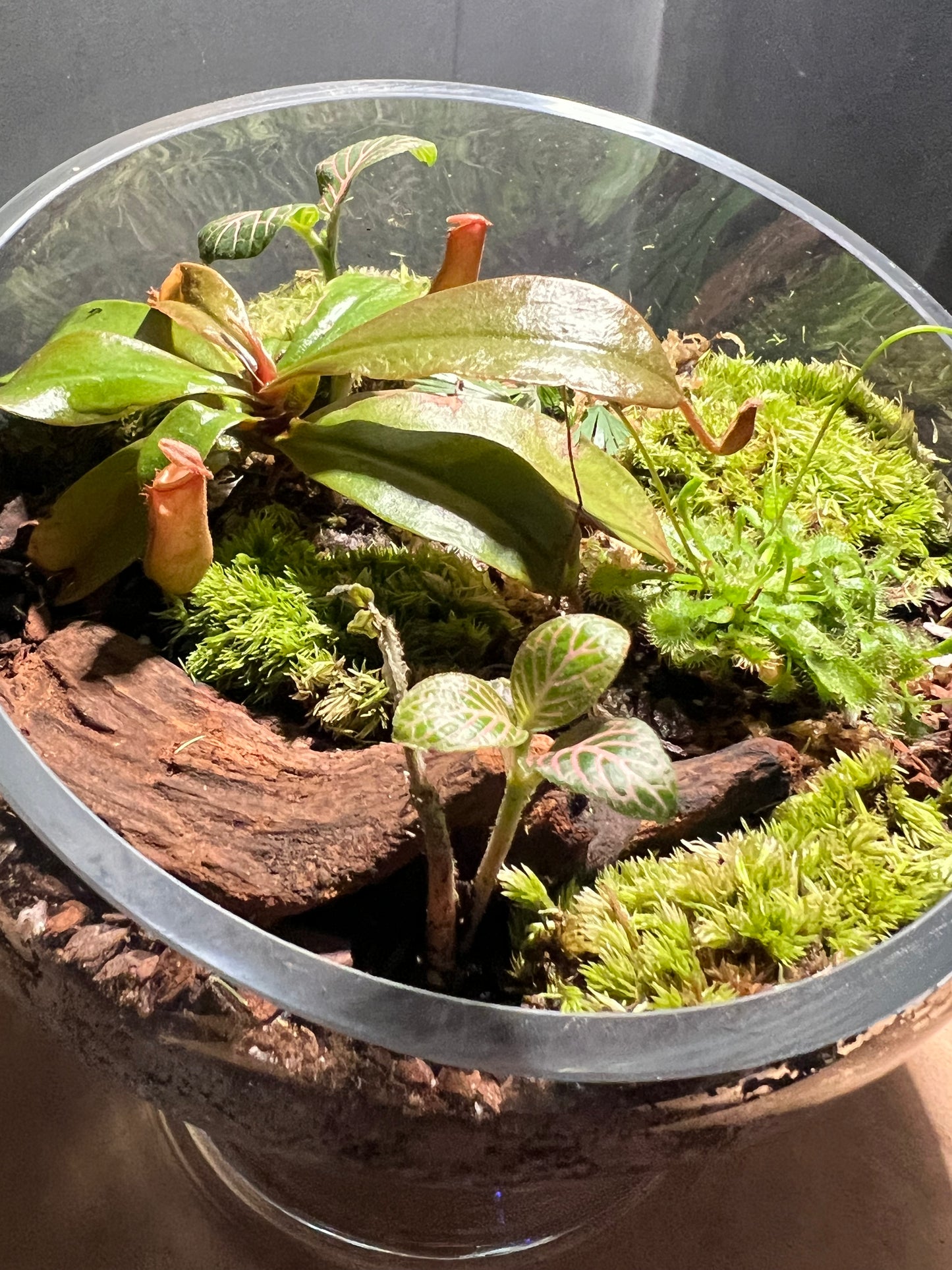 Terrarium 668