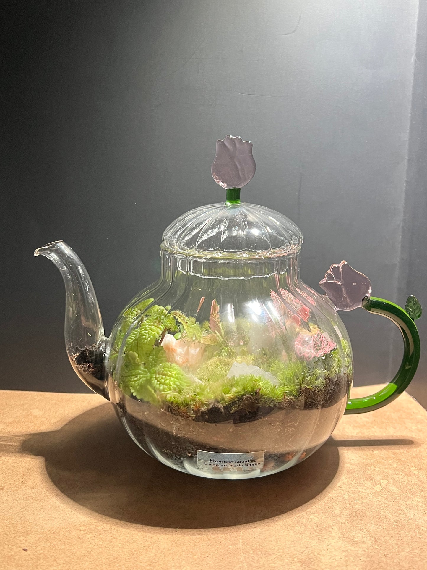 Terrarium 669