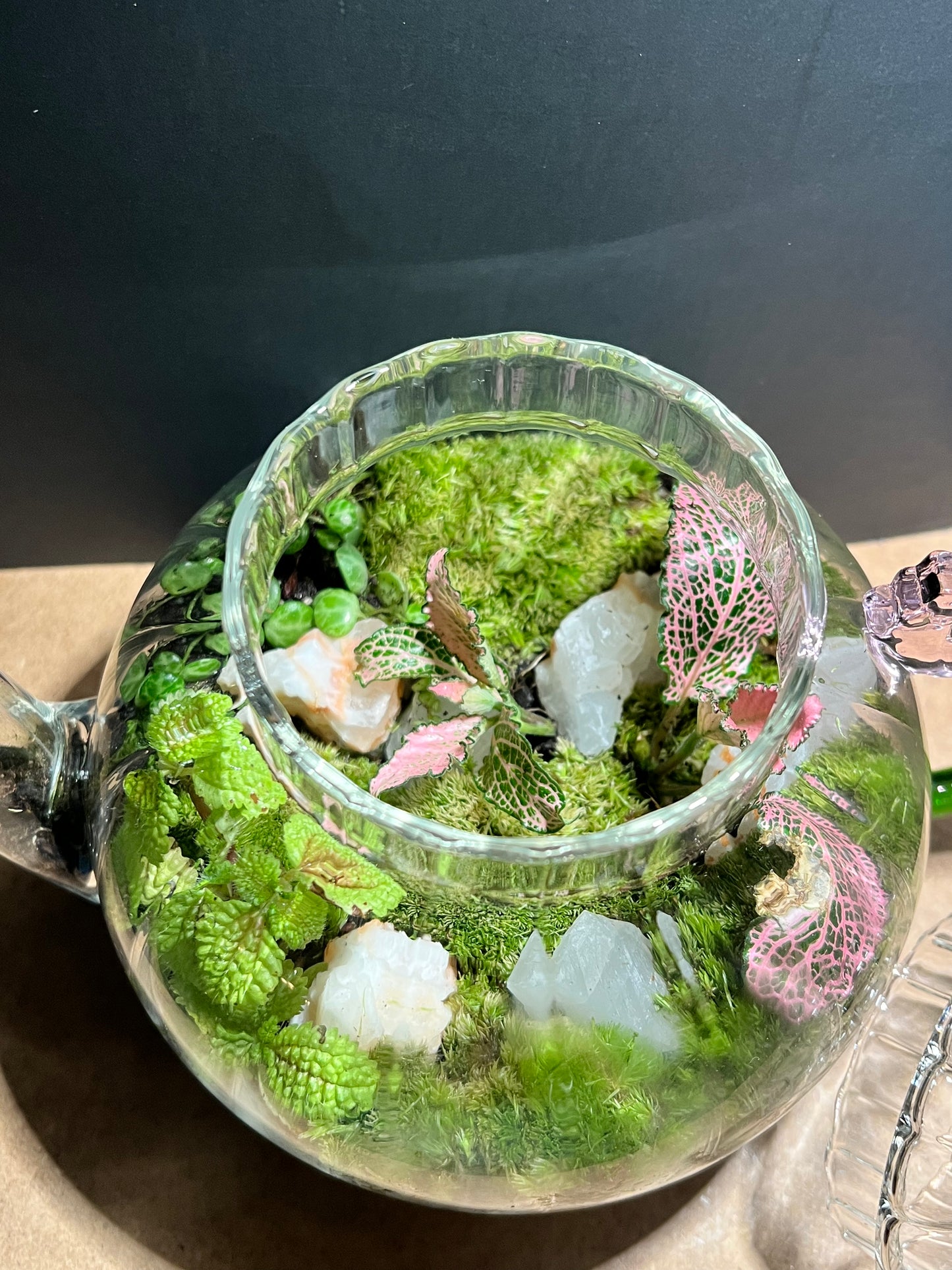 Terrarium 669