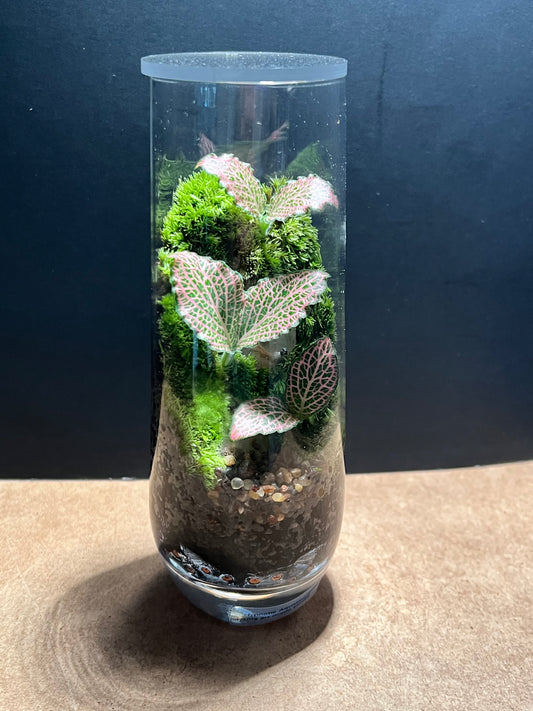 Terrarium 670