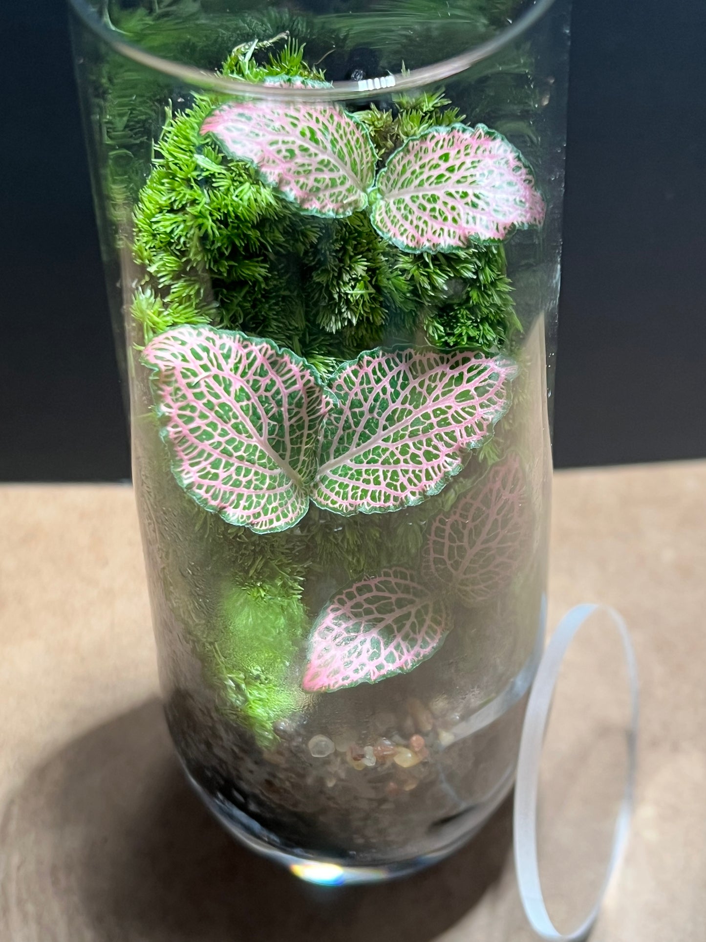 Terrarium 670