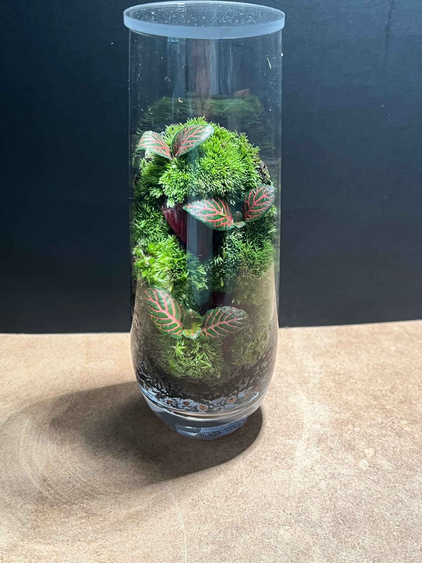 Terrarium 671