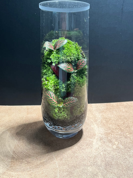 Terrarium 671