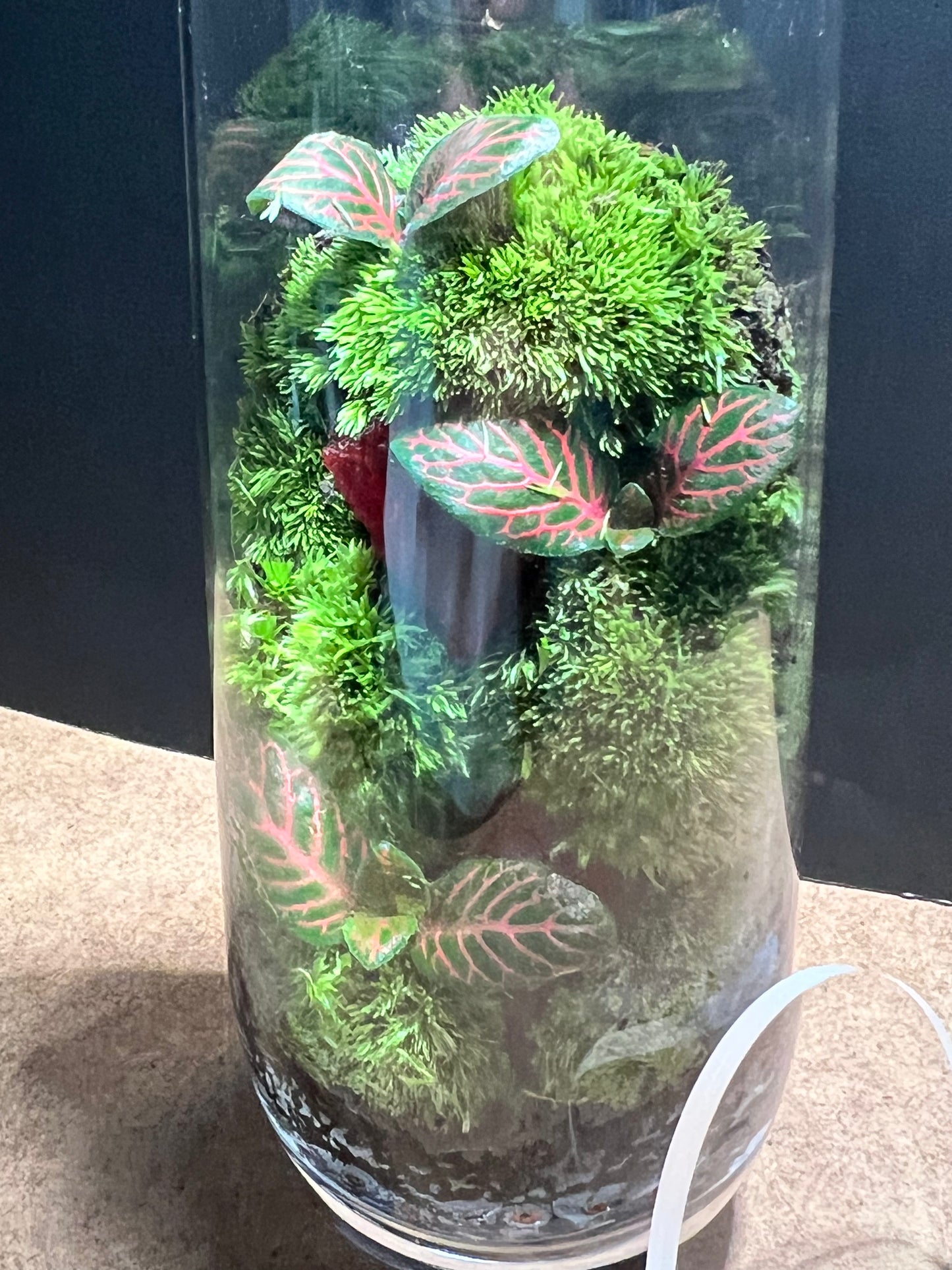 Terrarium 671