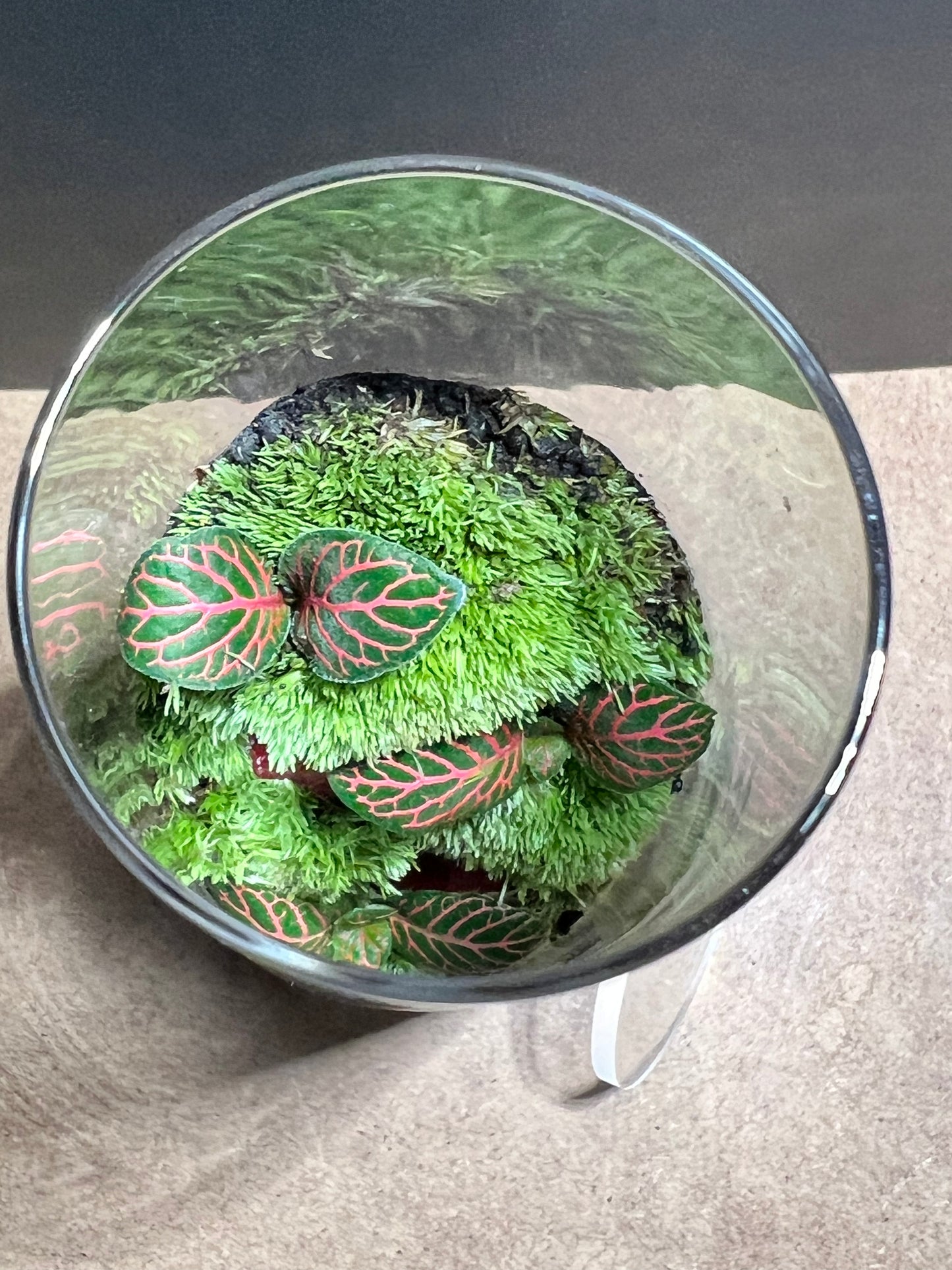 Terrarium 671
