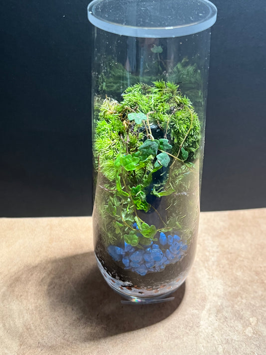 Terrarium 672
