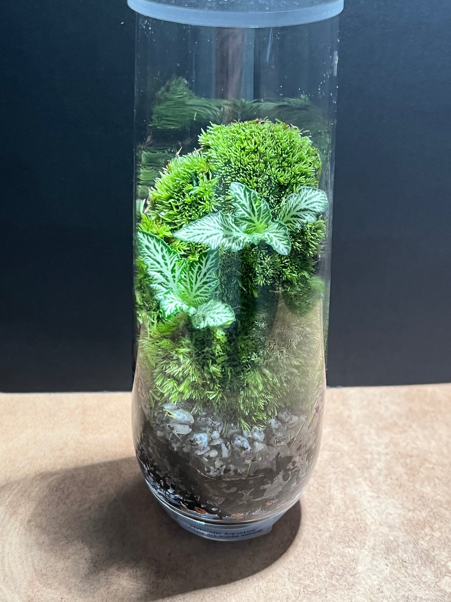Terrarium 673