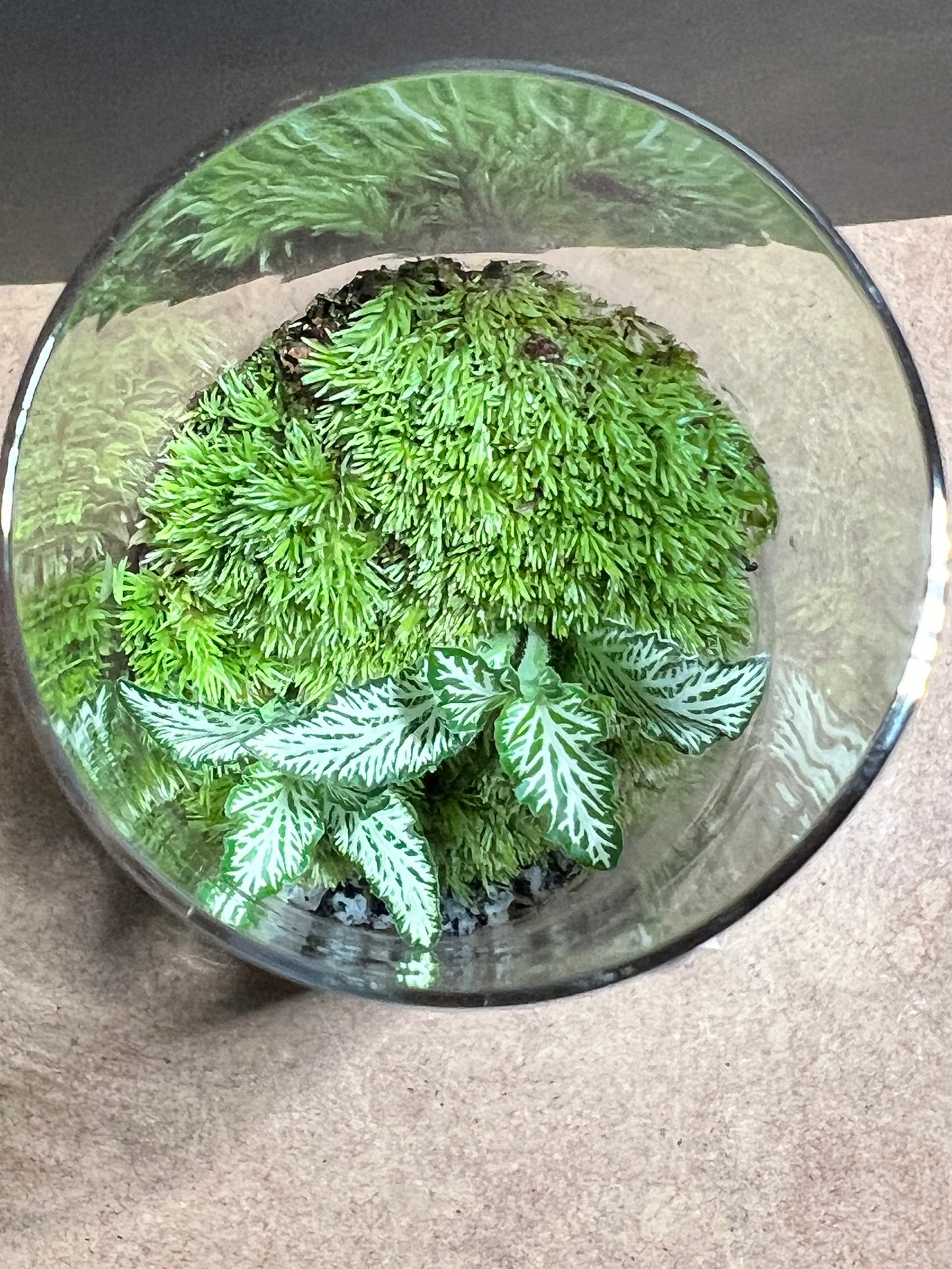 Terrarium 673