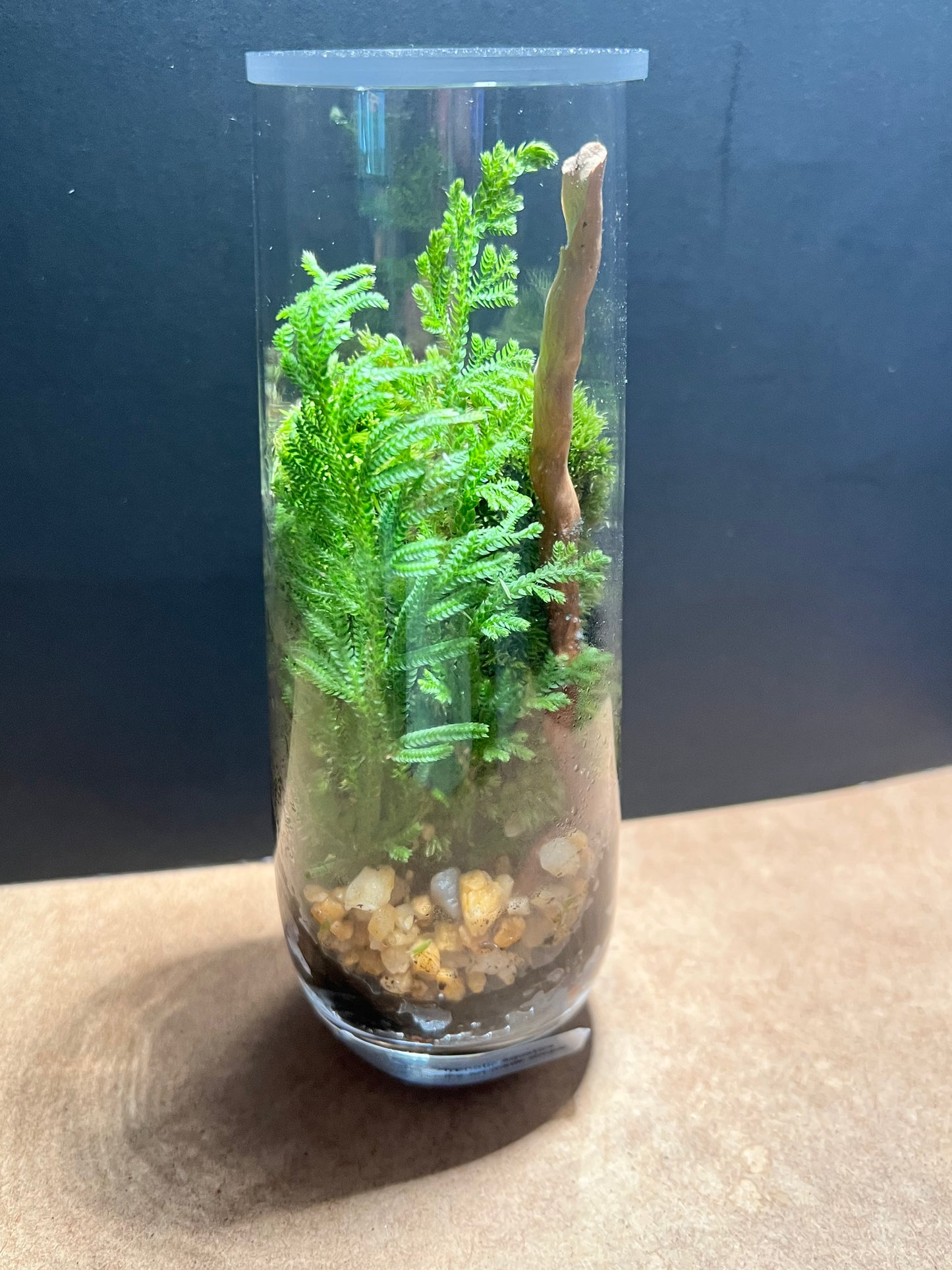 Terrarium 674