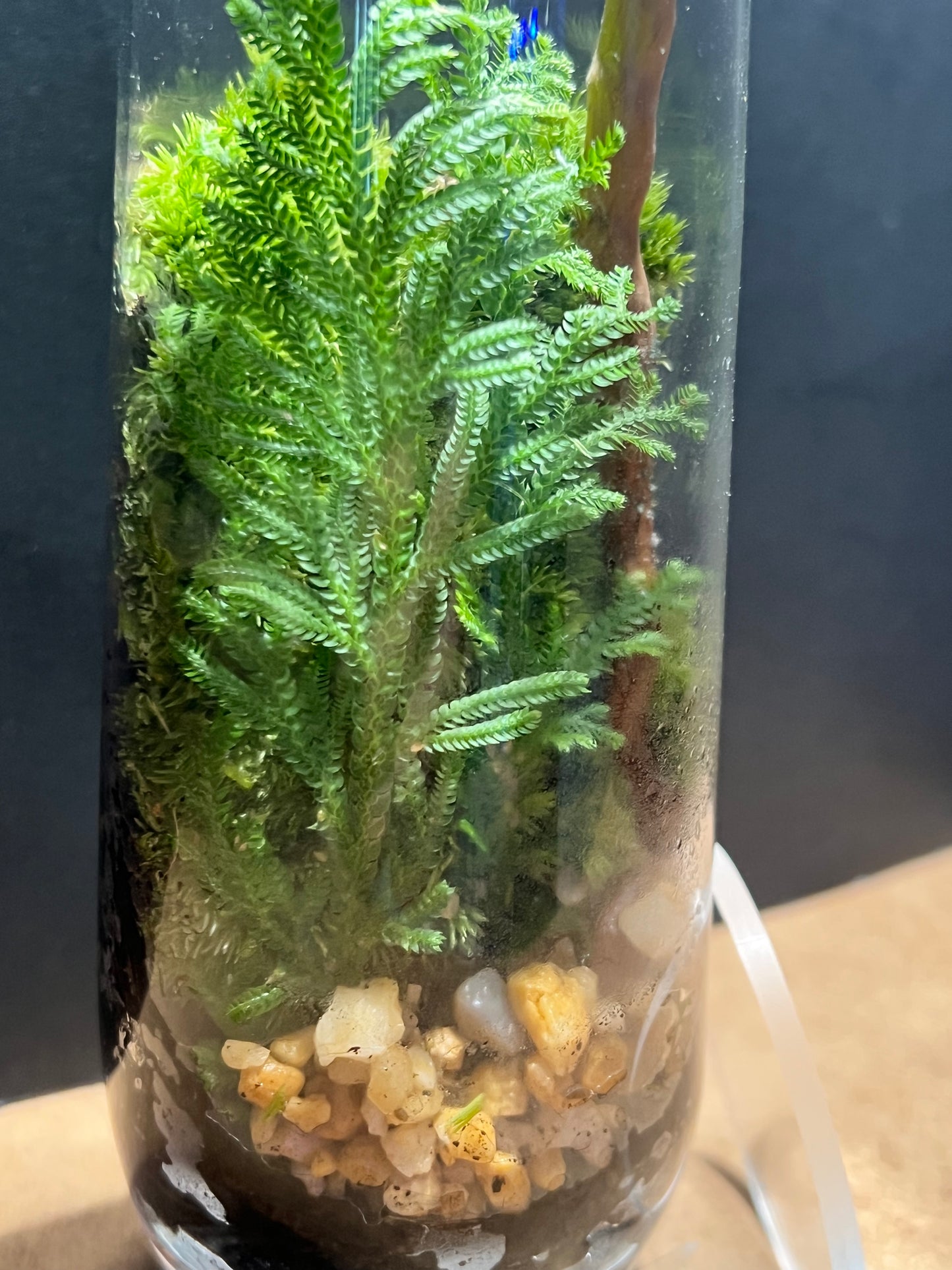 Terrarium 674