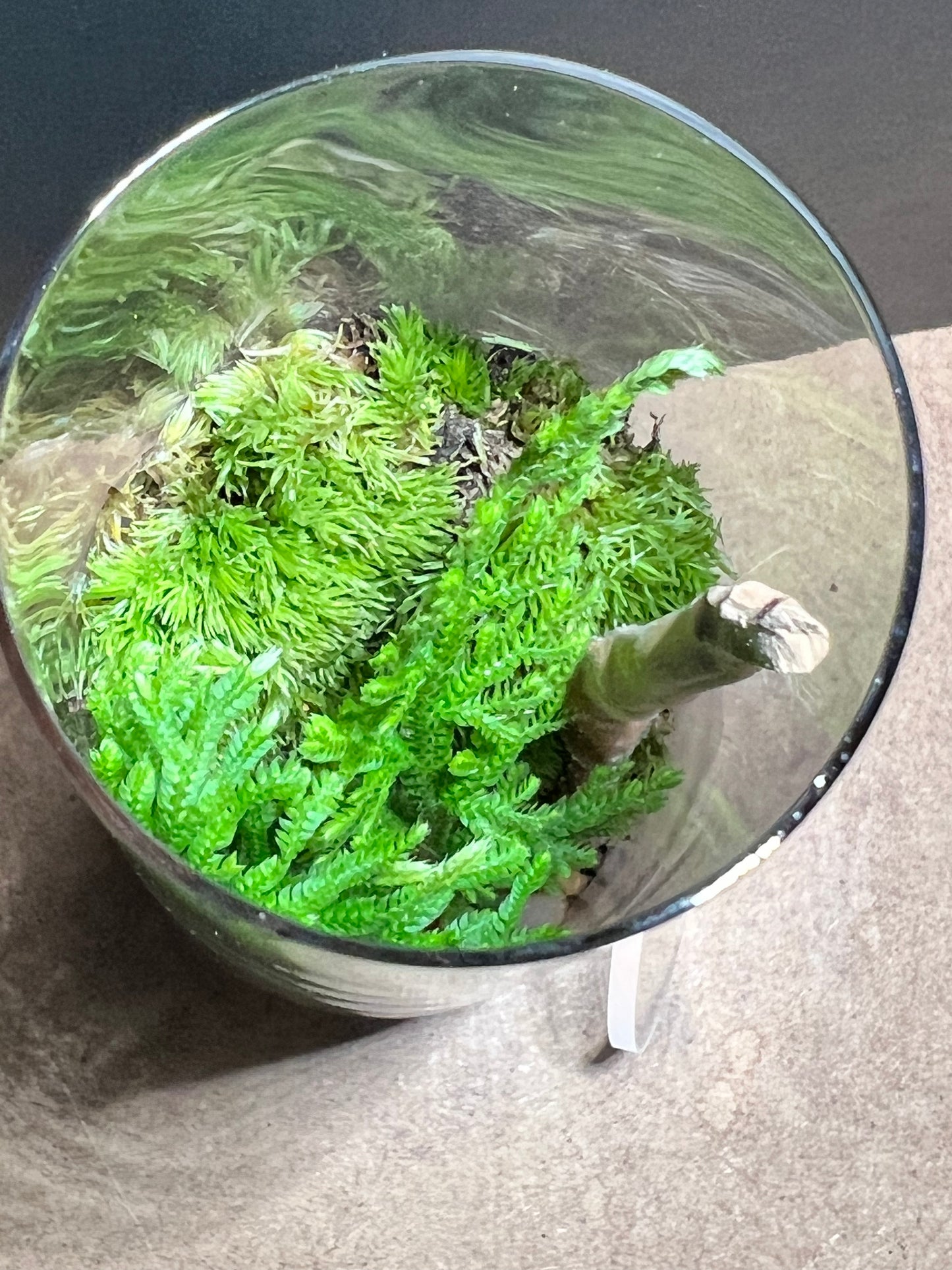 Terrarium 674