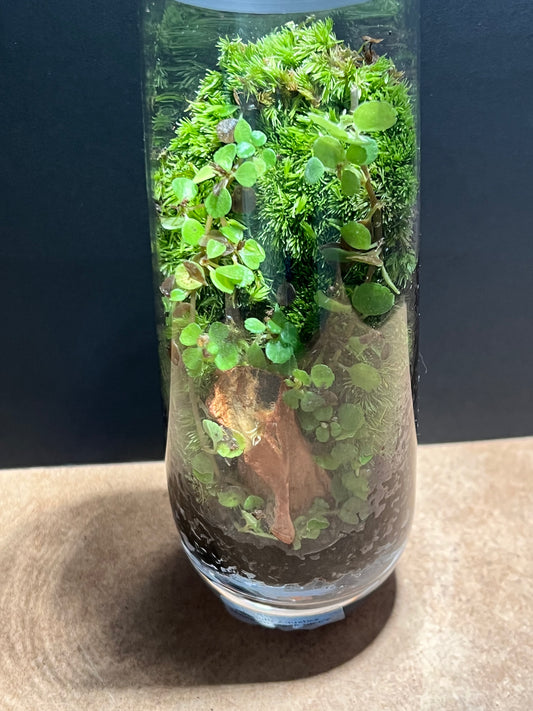 Terrarium 675