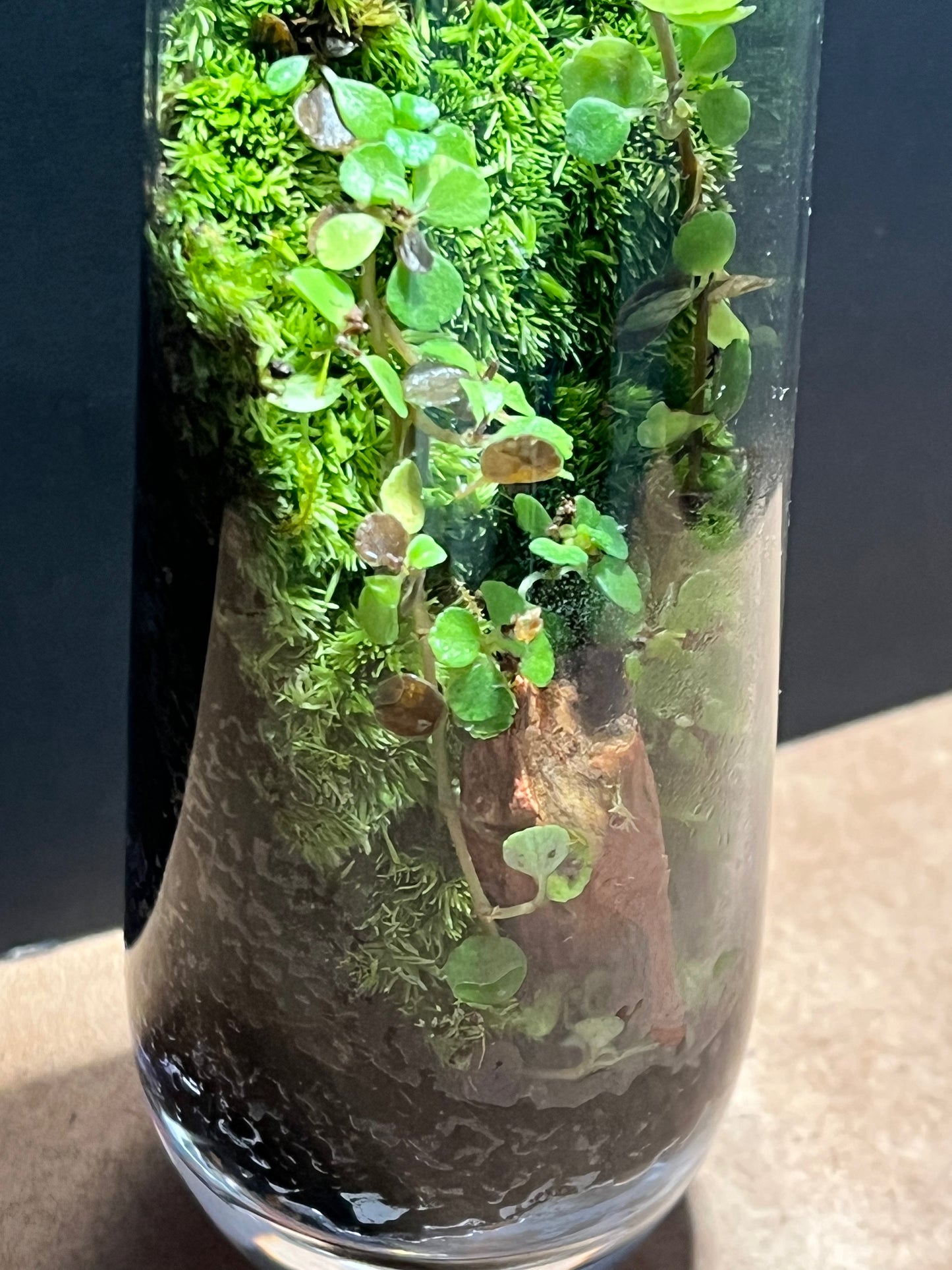 Terrarium 675