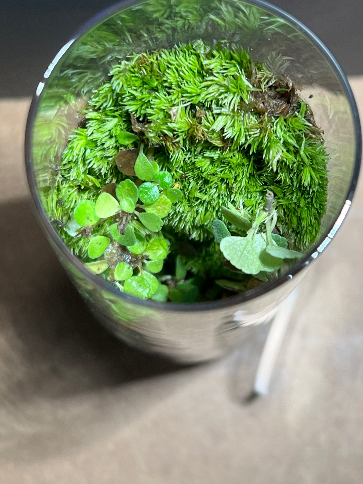 Terrarium 675