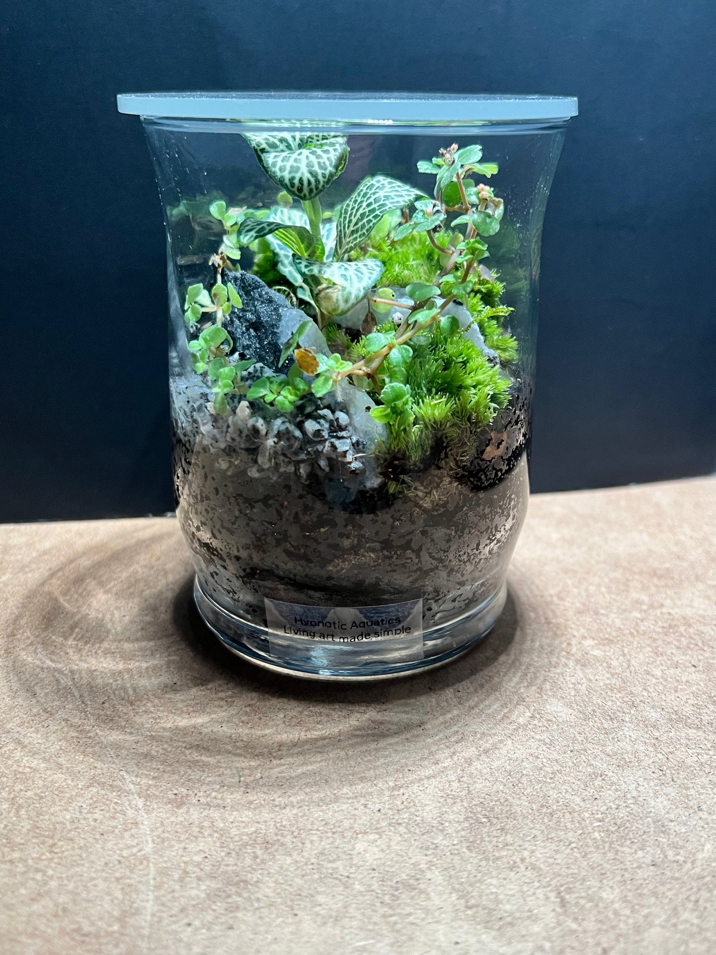 Terrarium 677