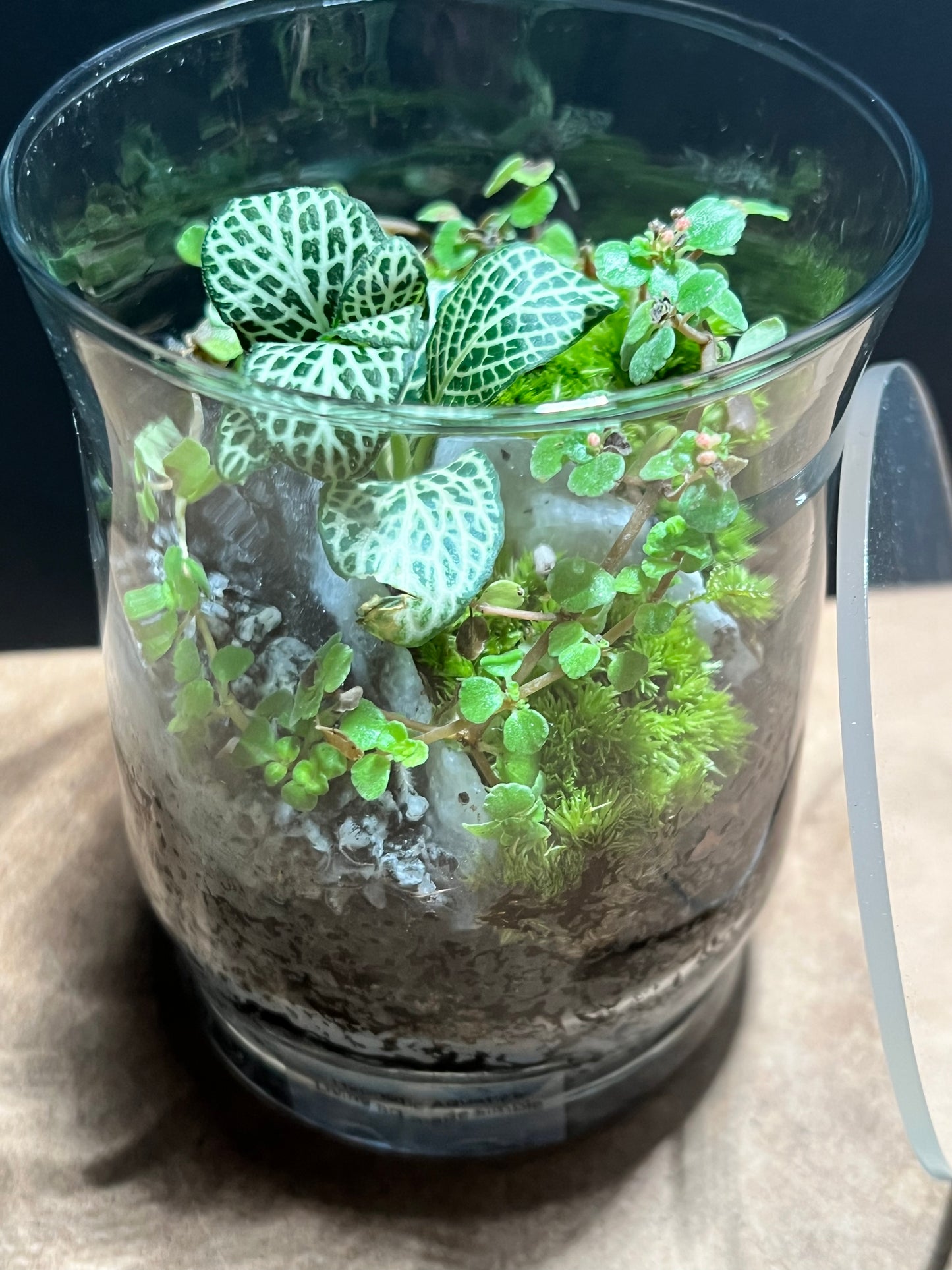 Terrarium 677