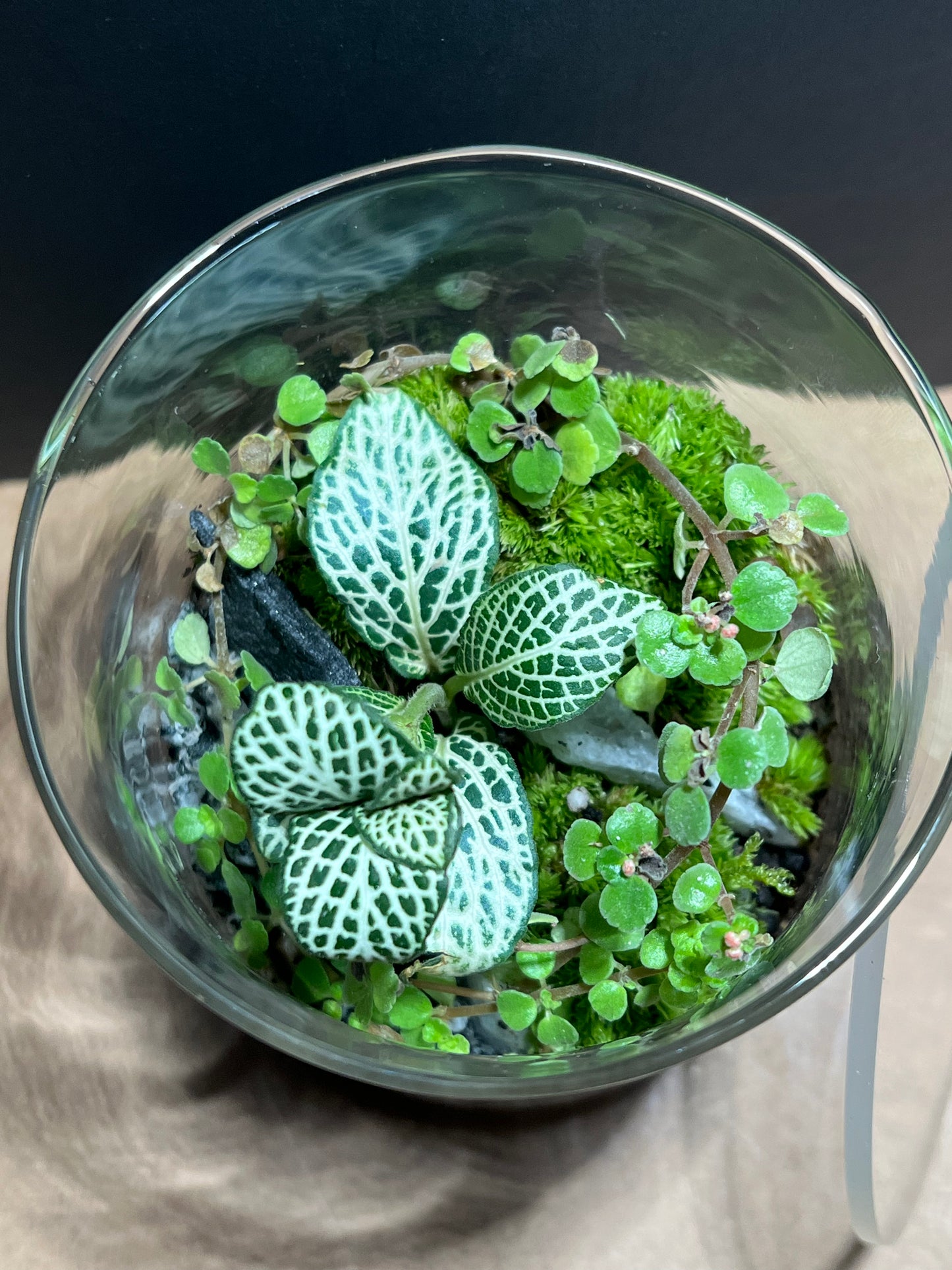 Terrarium 677