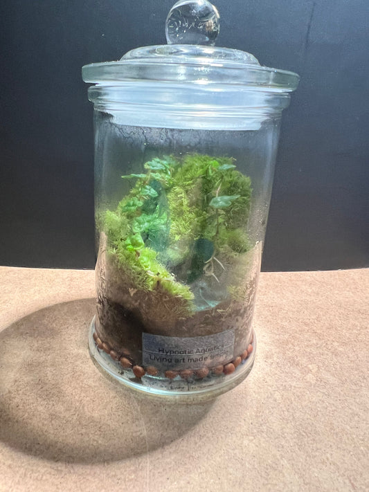 Terrarium 678