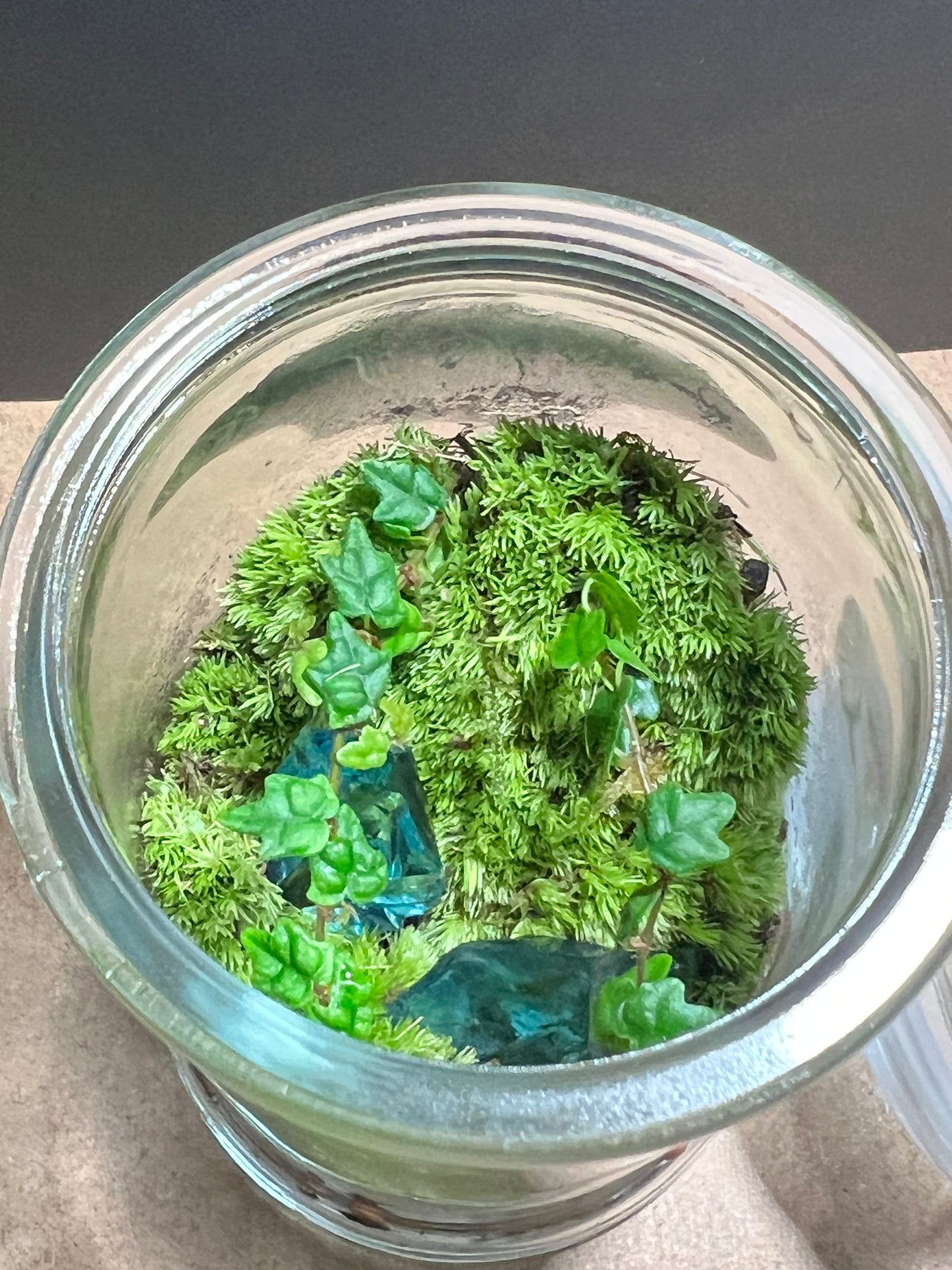 Terrarium 678