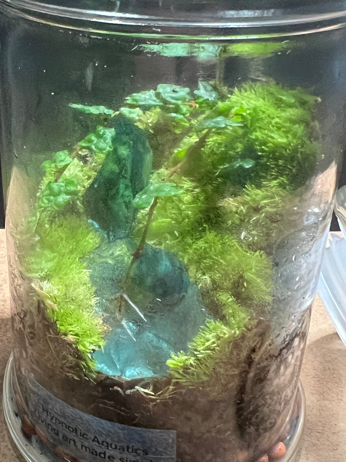 Terrarium 678