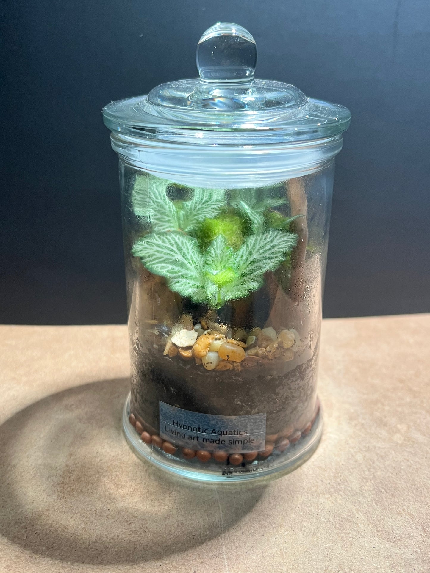 Terrarium 679