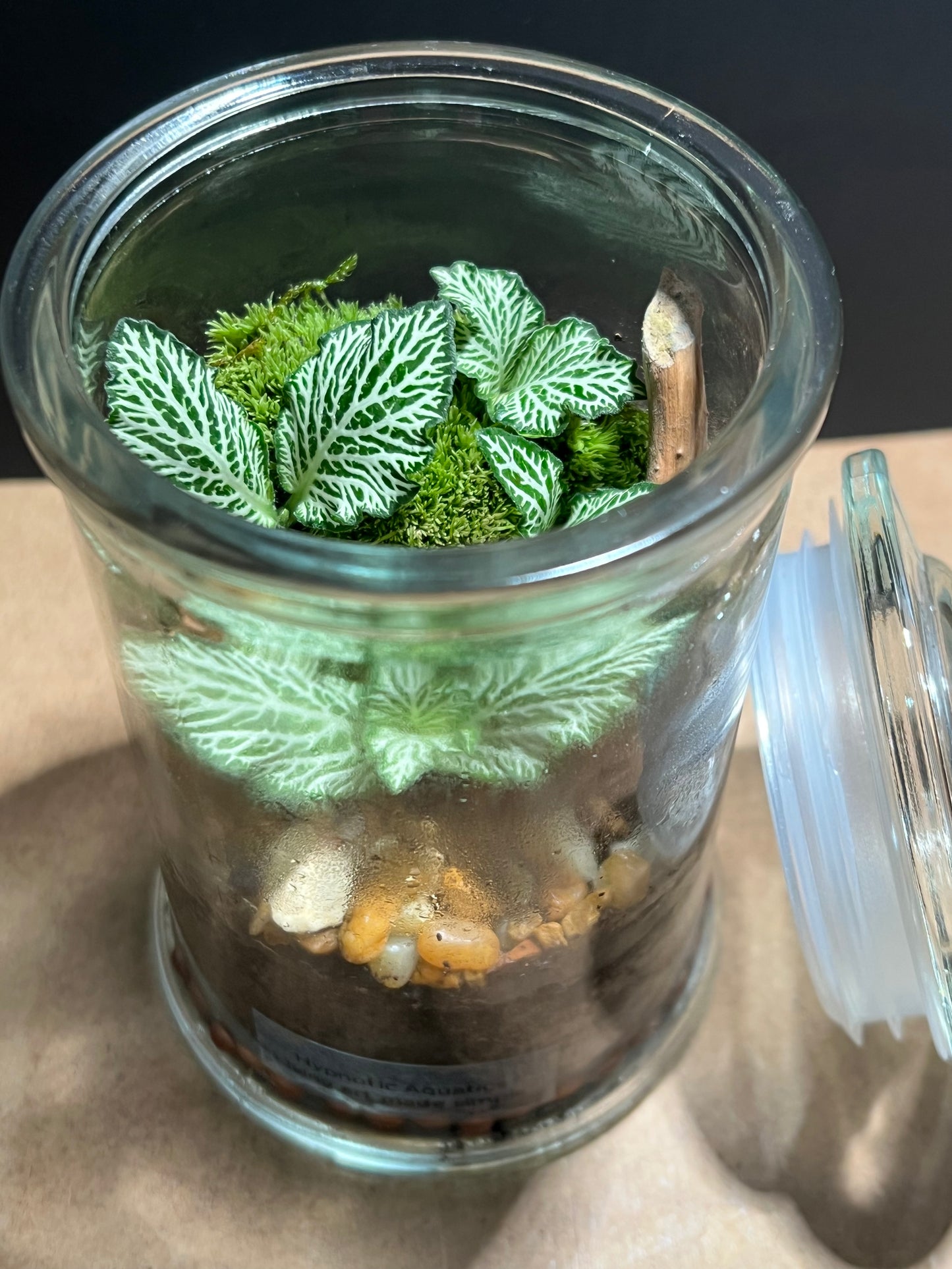 Terrarium 679