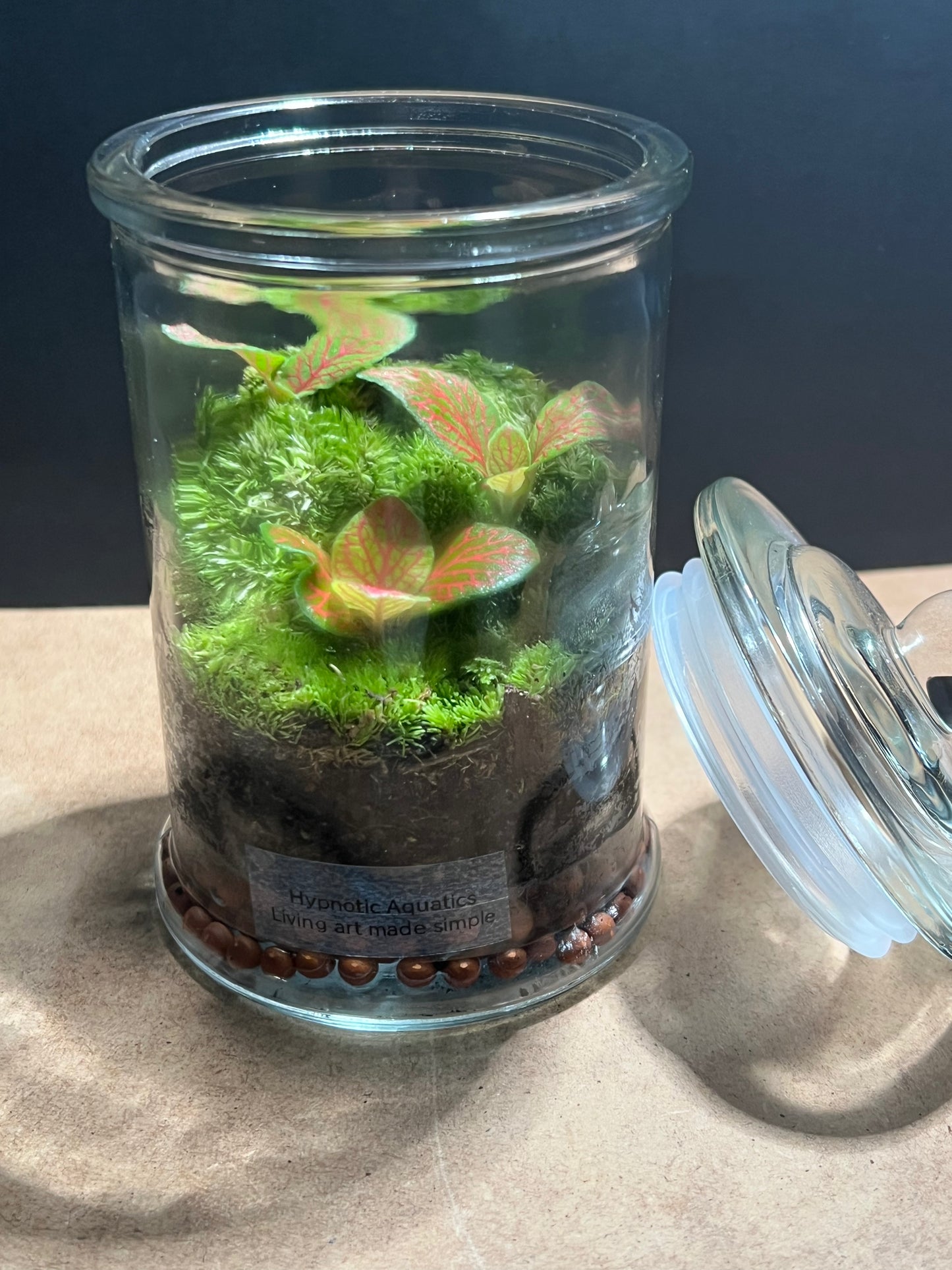 Terrarium 680