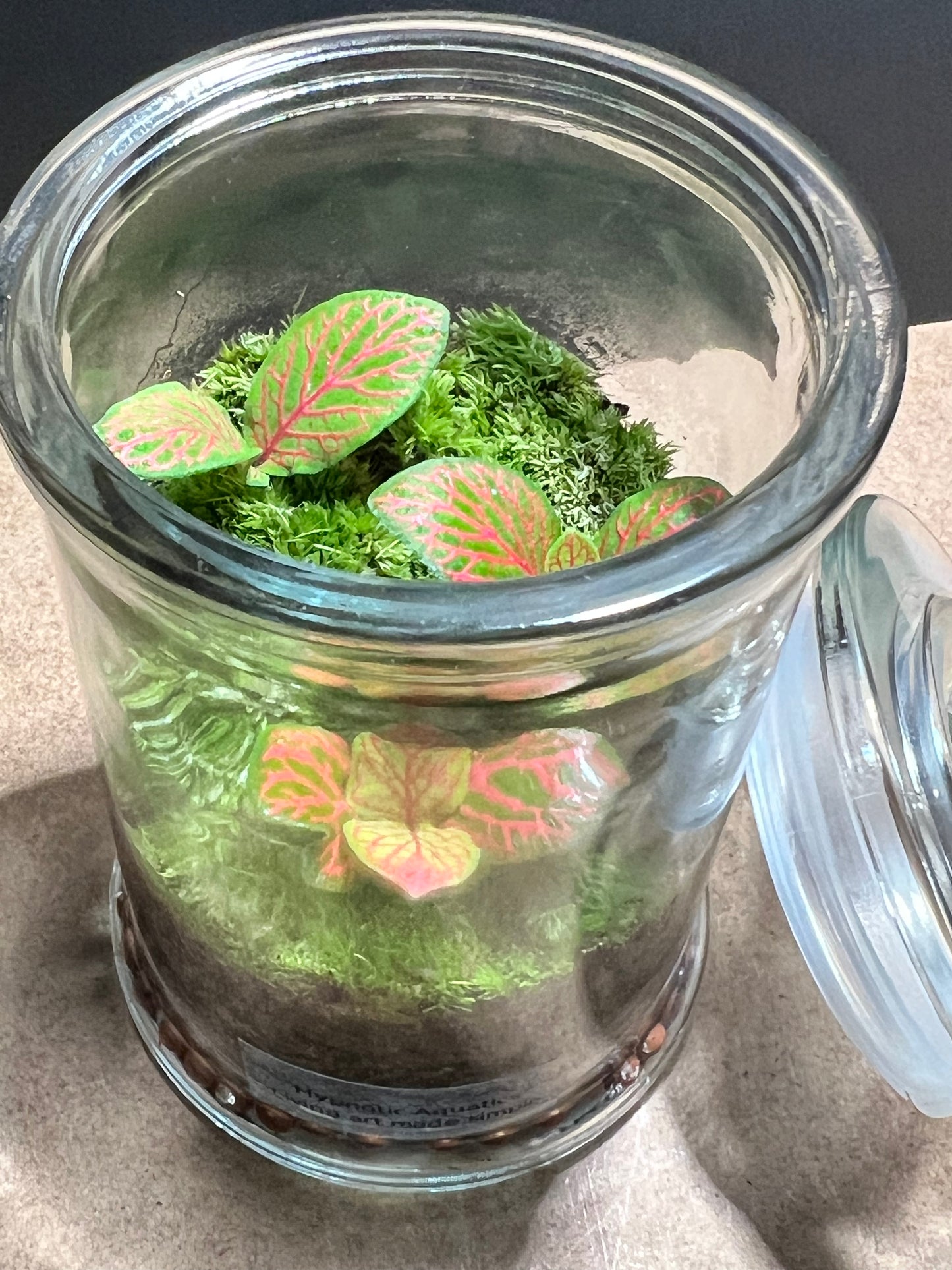 Terrarium 680