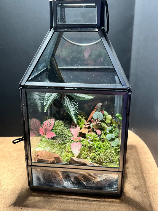 Terrarium 681