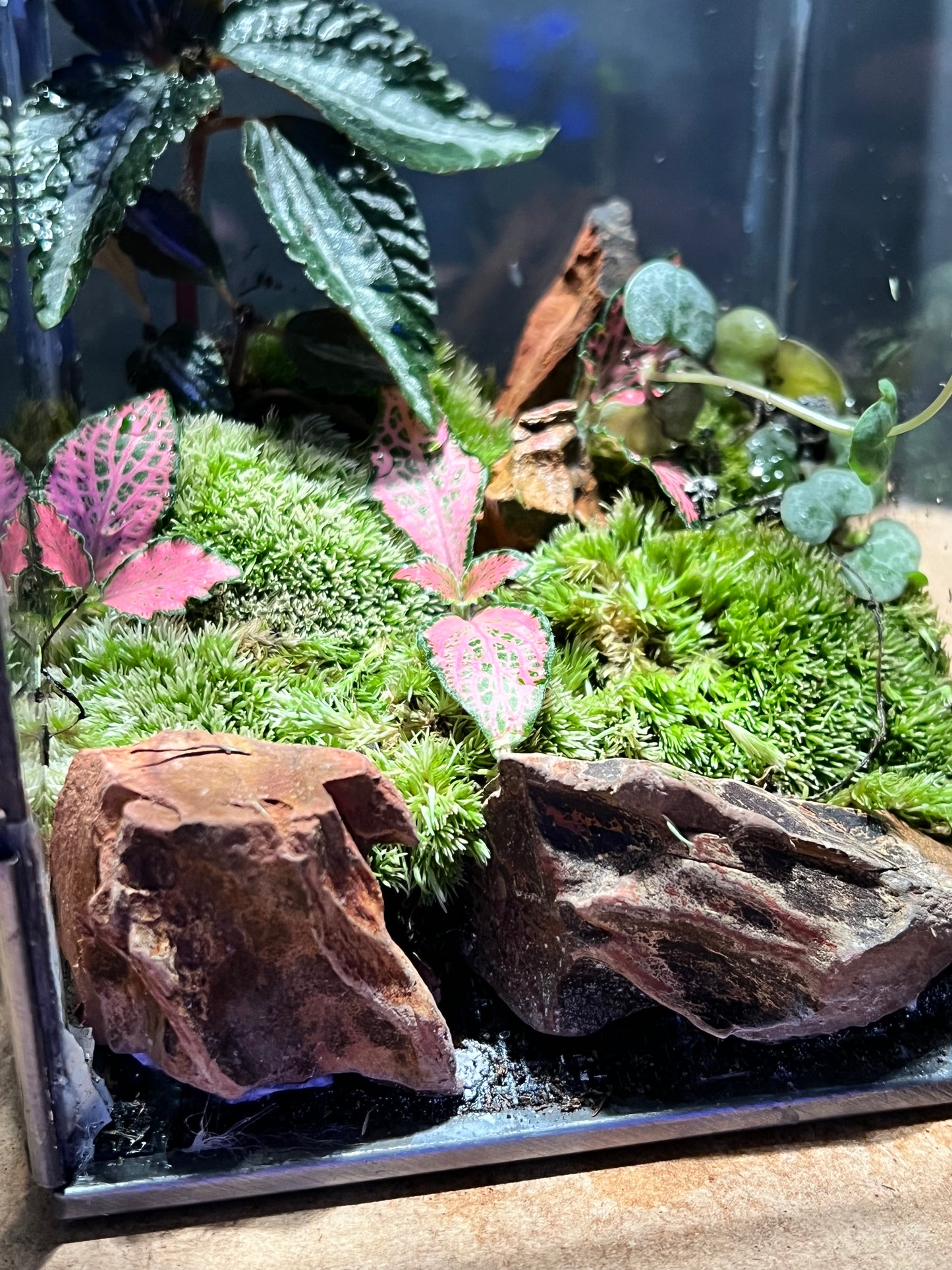 Terrarium 681
