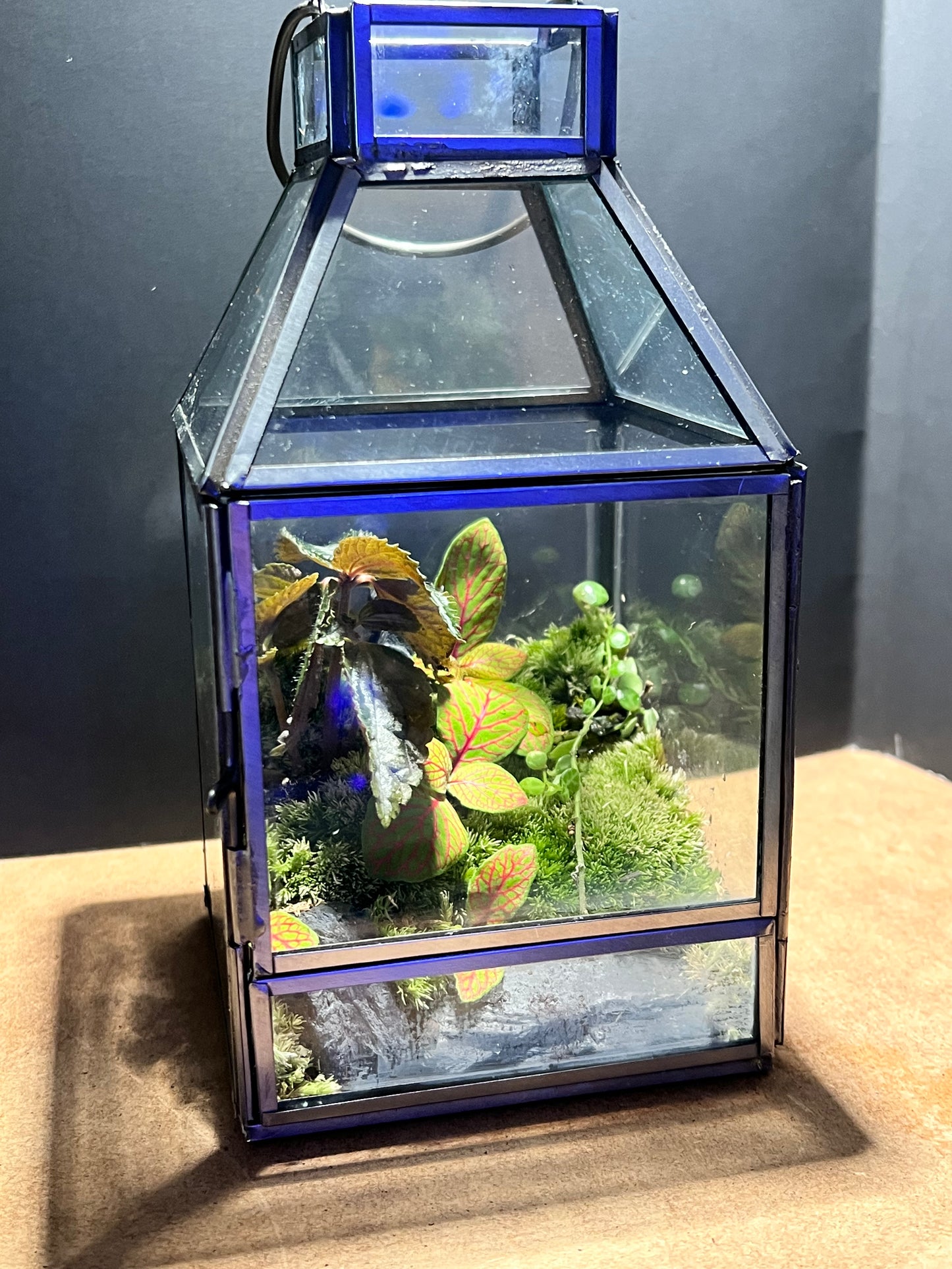 Terrarium 682
