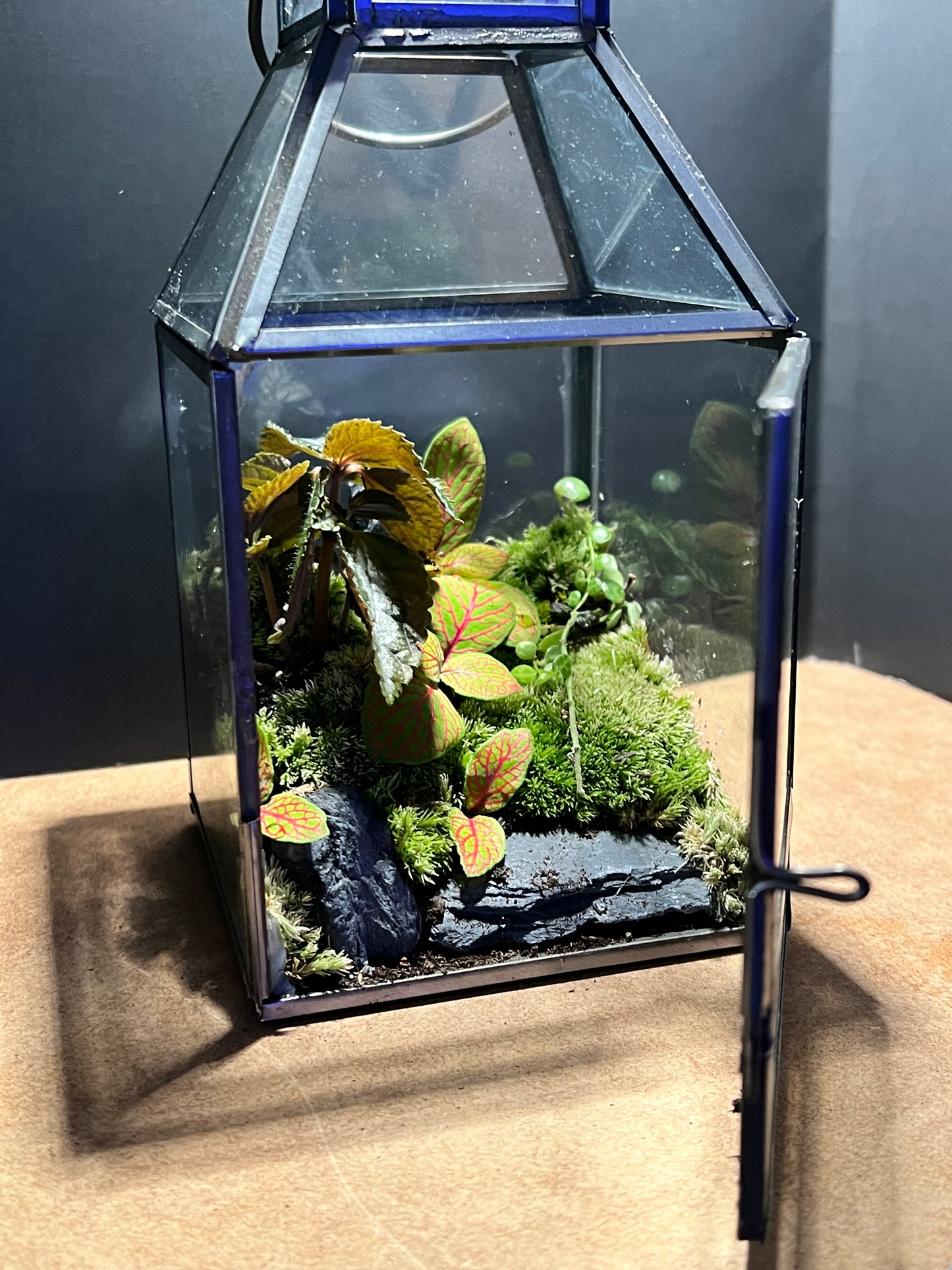 Terrarium 682