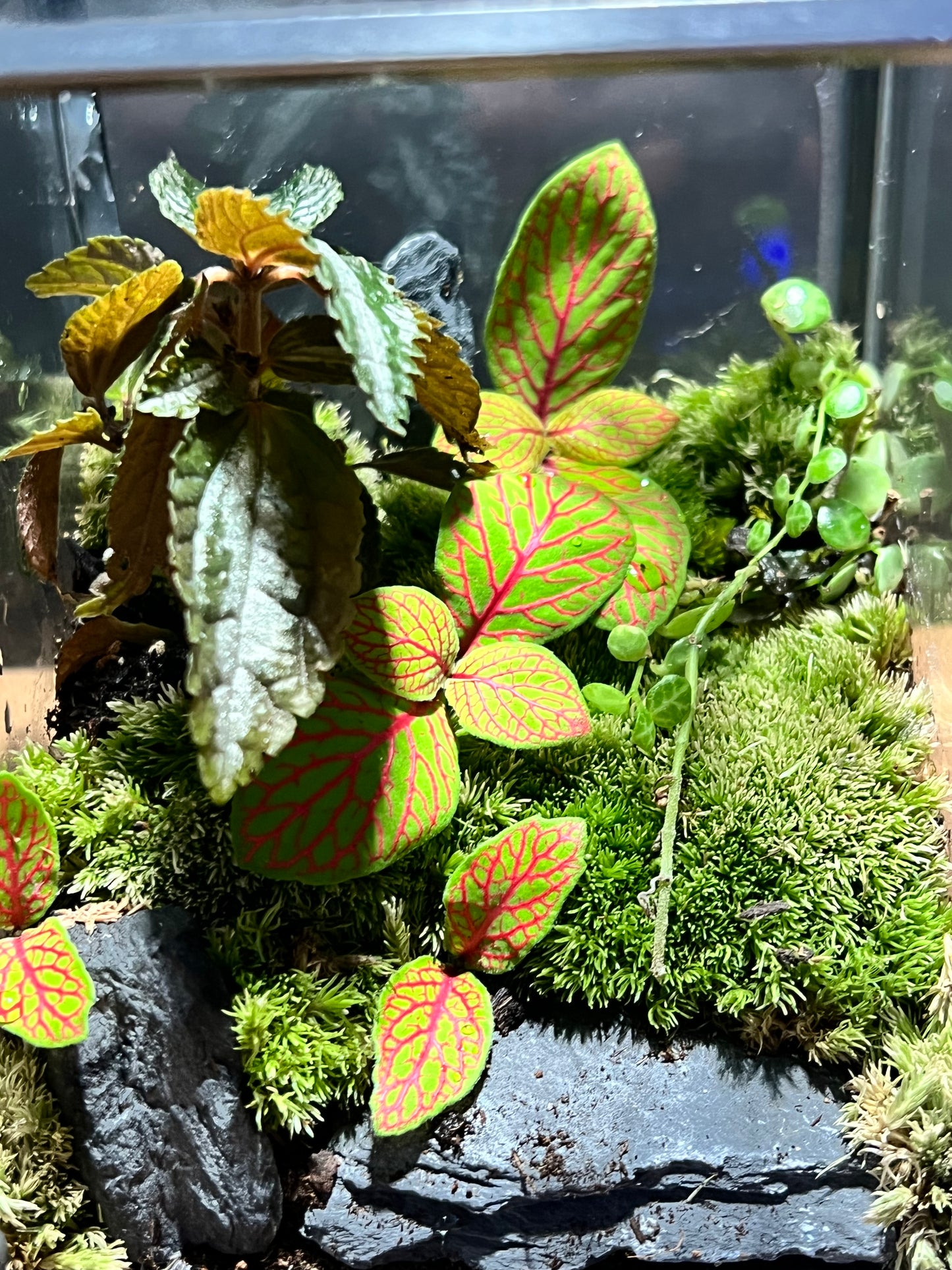 Terrarium 682