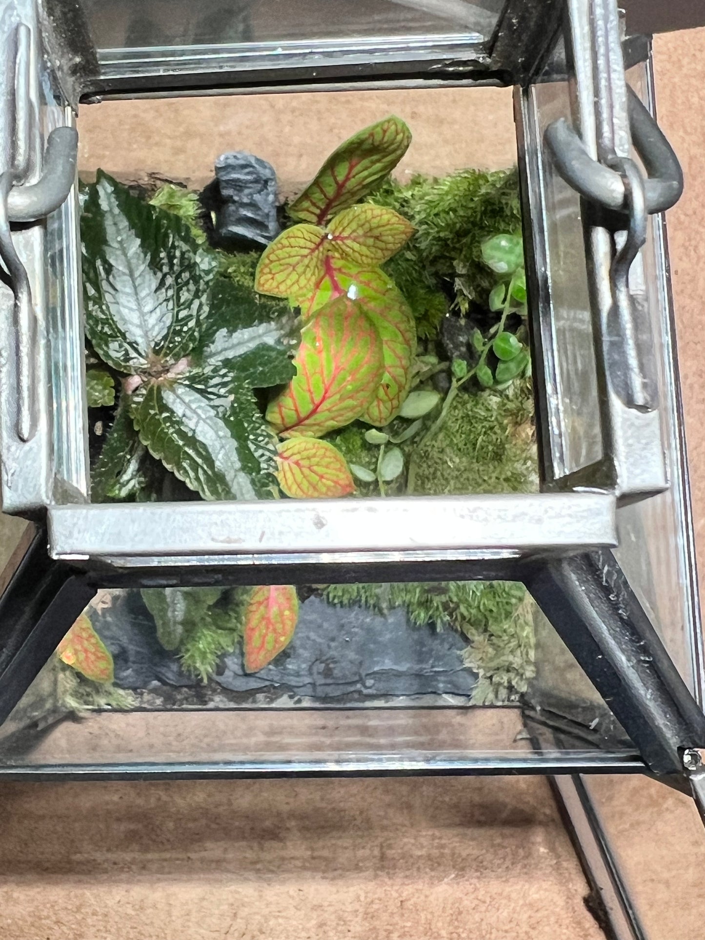 Terrarium 682