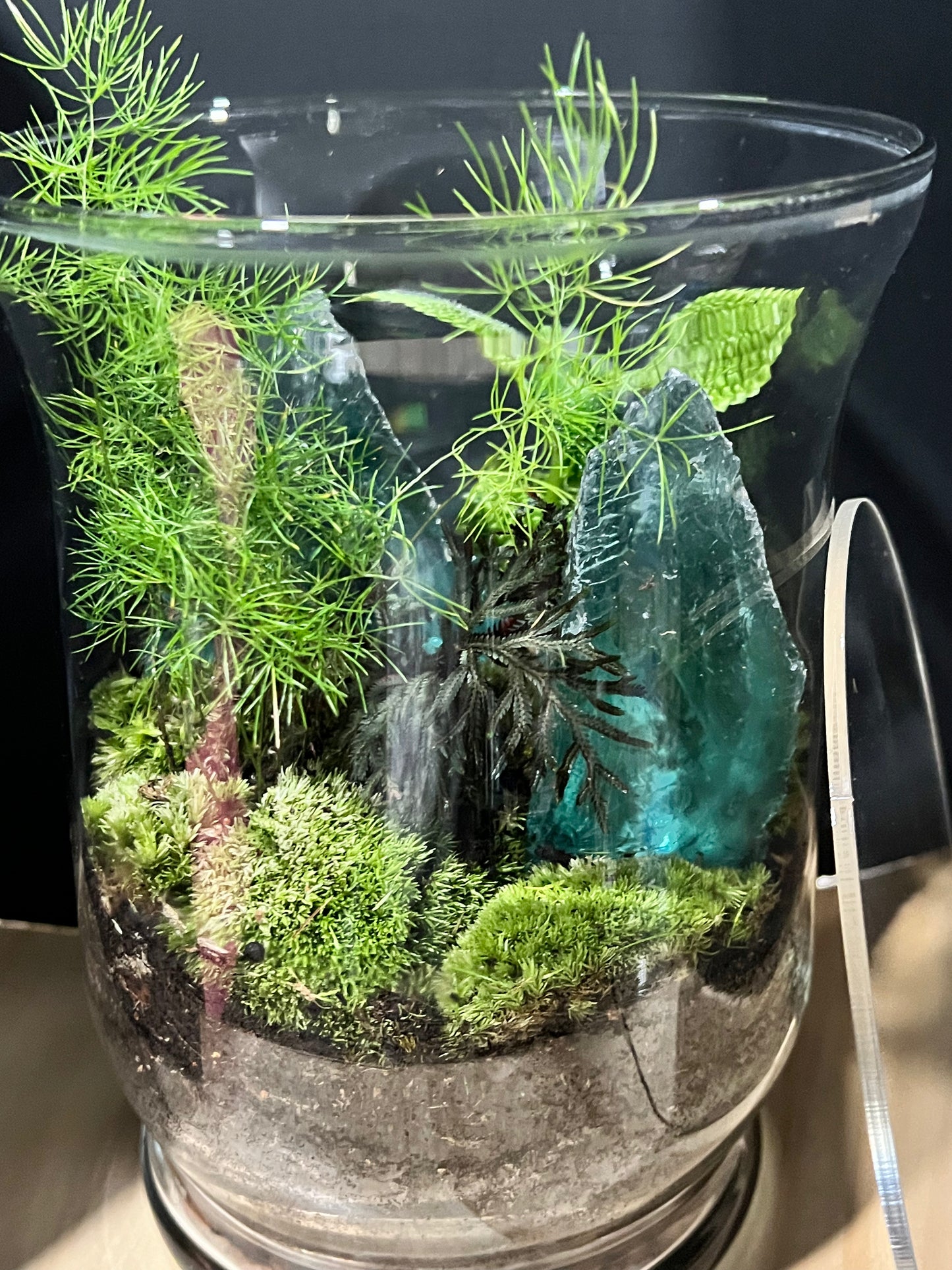 Terrarium 684