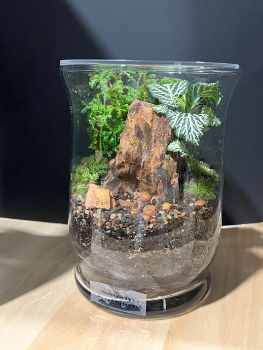 Terrarium 685