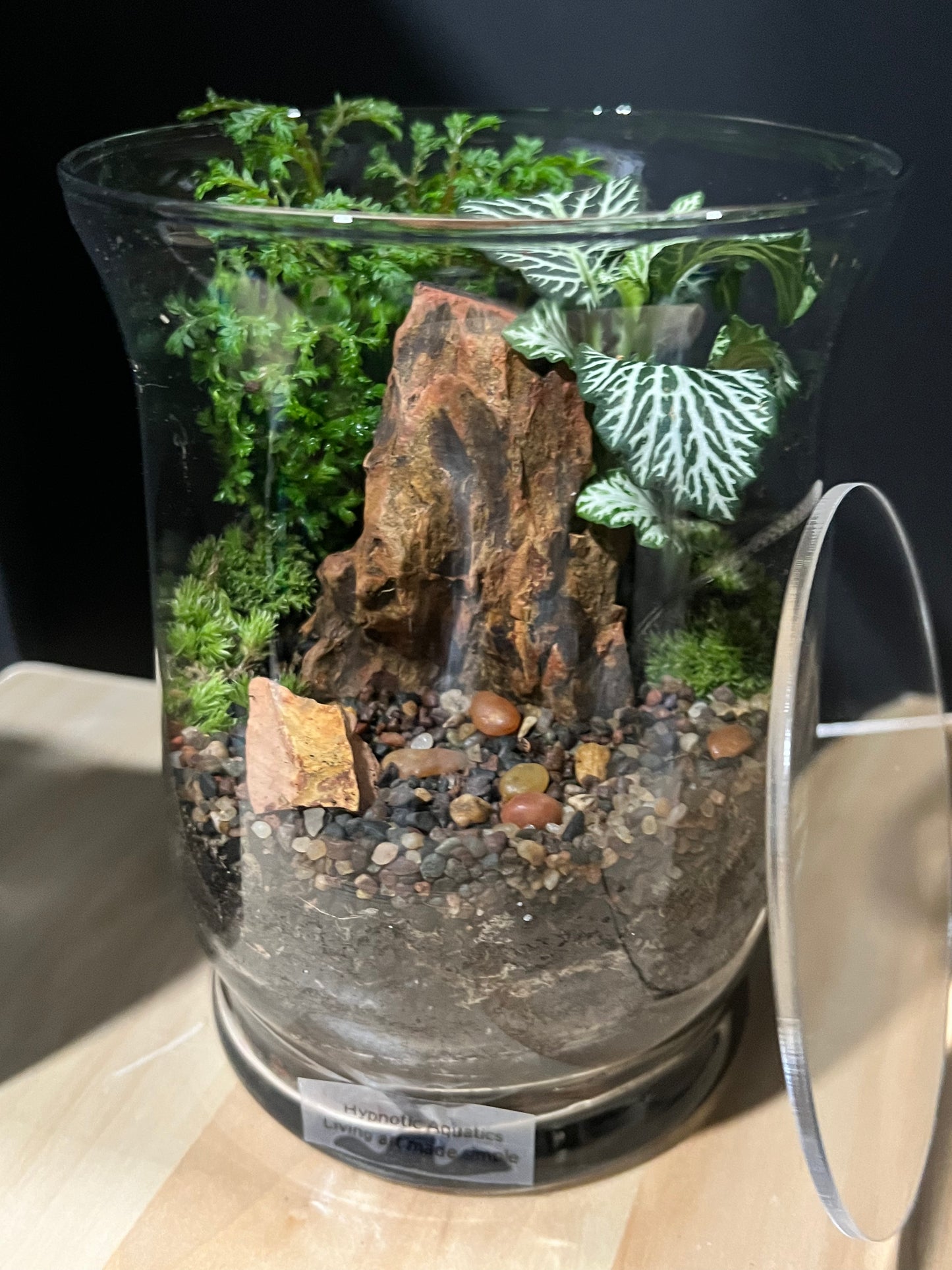 Terrarium 685